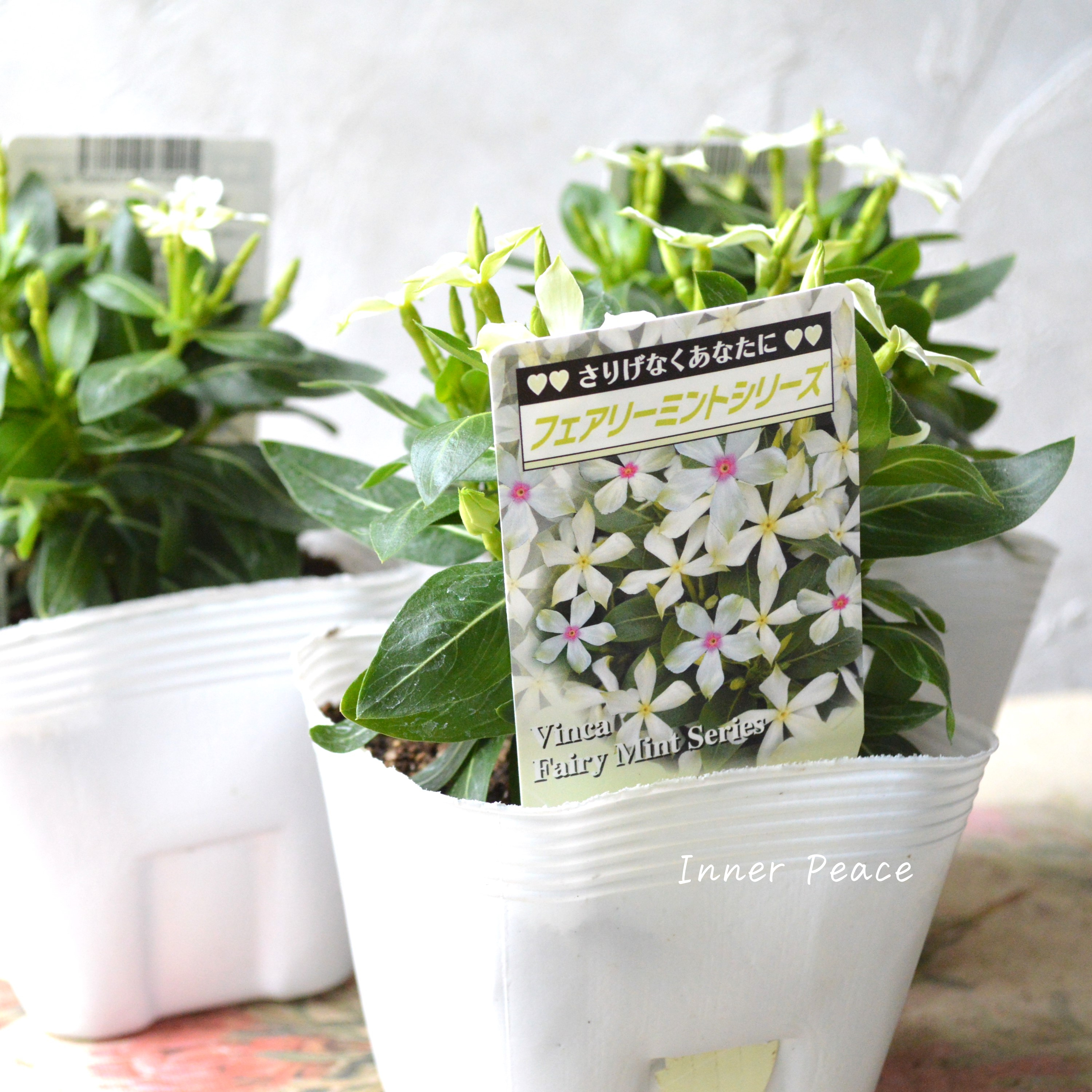 【北島園芸さん】 ニチニチソウ 『フェアリーミント・イエローアイ』 3.5寸POT