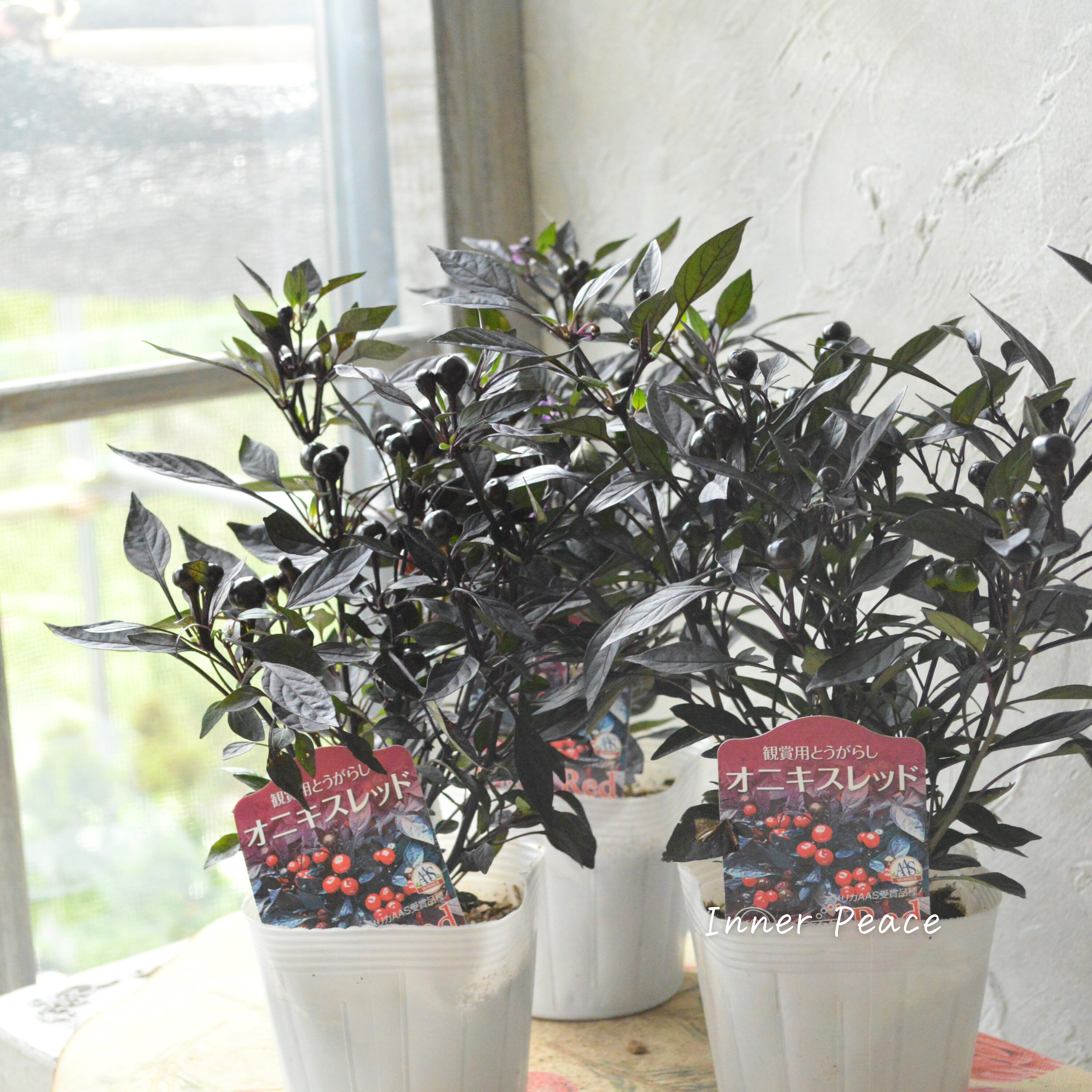 【暑さに強い】 トウガラシ 『オニキスレッド』 3寸POT