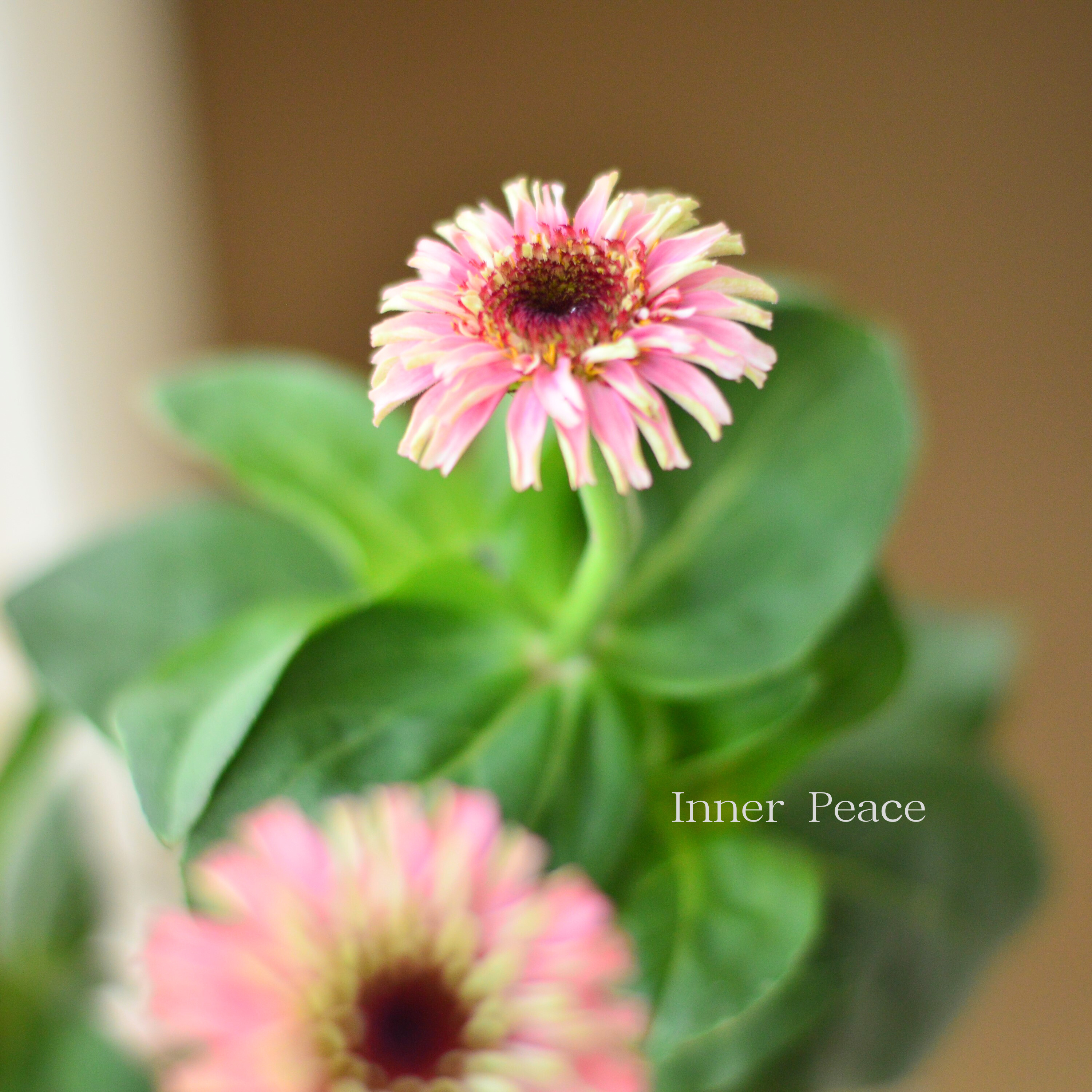 【かわいい】 ジニア 『シンデレラフィズ』 3.5寸ロングPOT