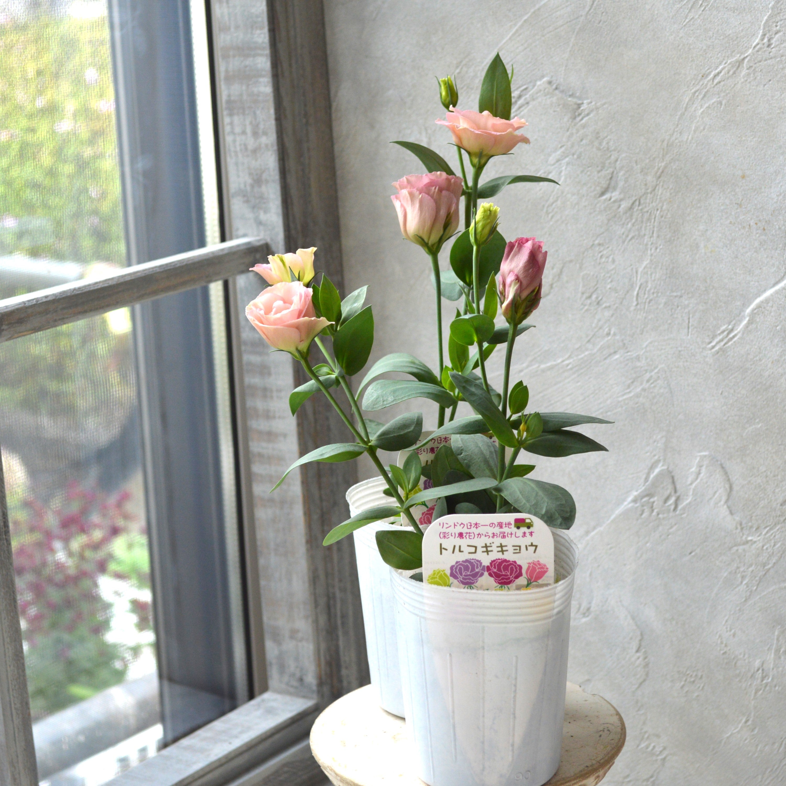 【美しい】 トルコギキョウ 『シフォンピンク』 3寸POT