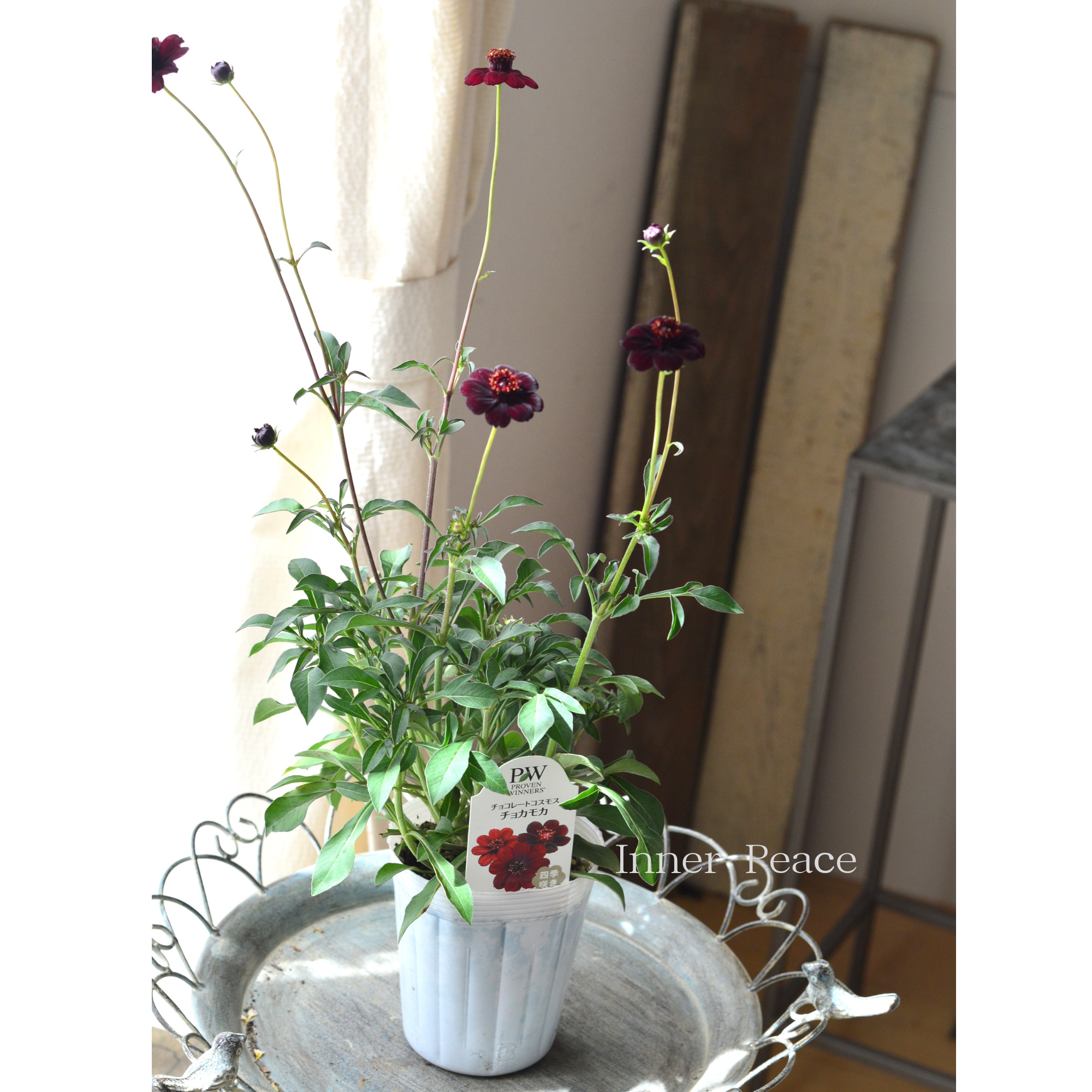 【美しい】 チョコレートコスモス 『チョカモカ』 3.5寸ロングPOT