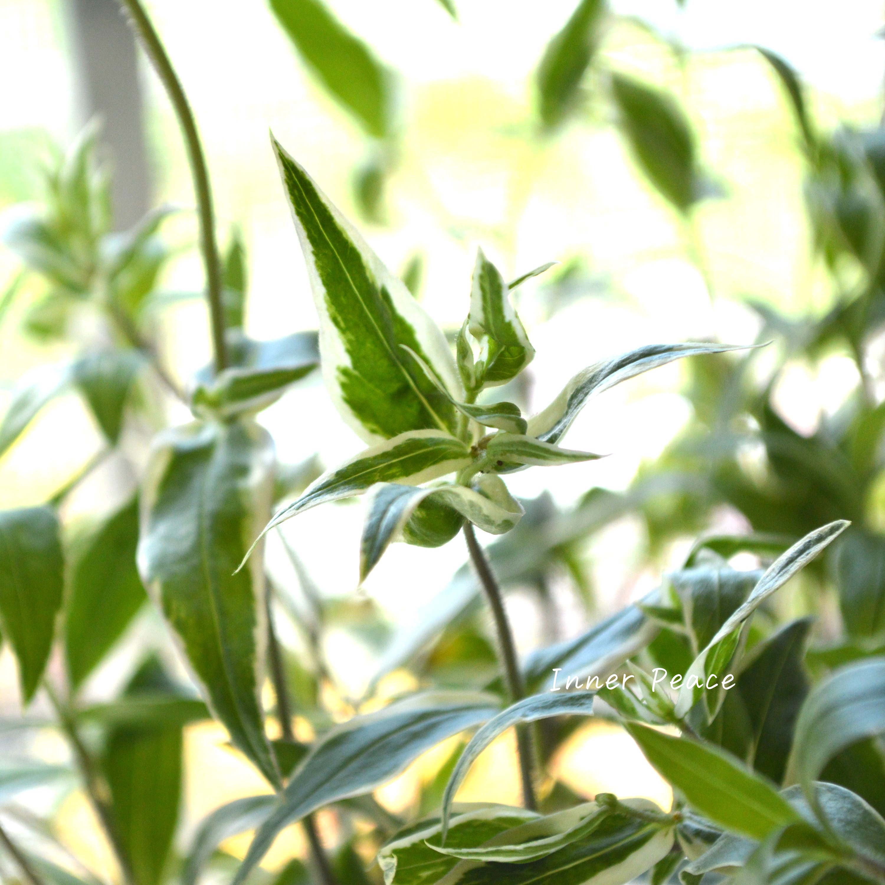 【宿根草】 斑入りフロックス 『モントローザトリカラー』 3寸POT