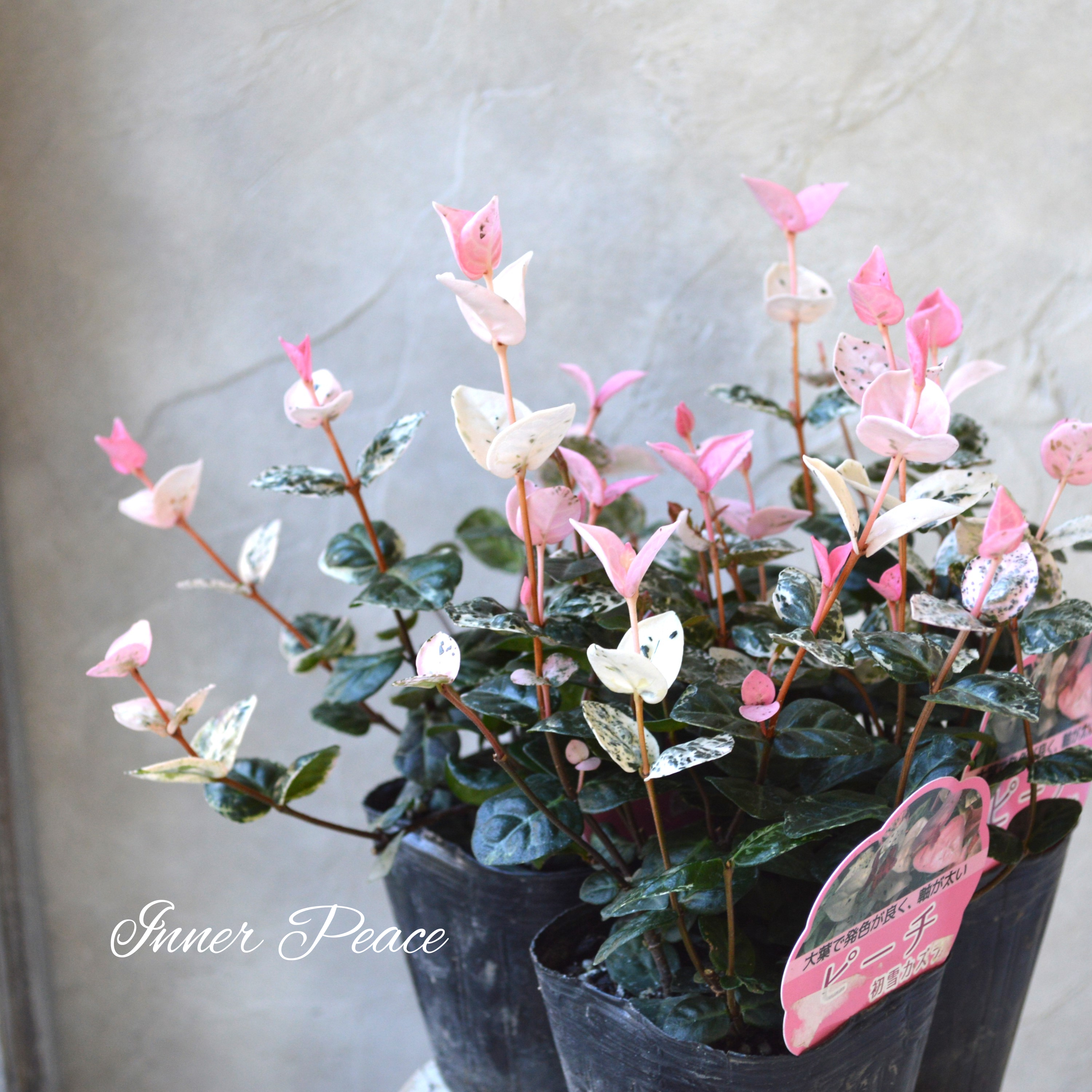 【美しいリーフ】 ハツユキカズラ『ピーチ』 3寸POT