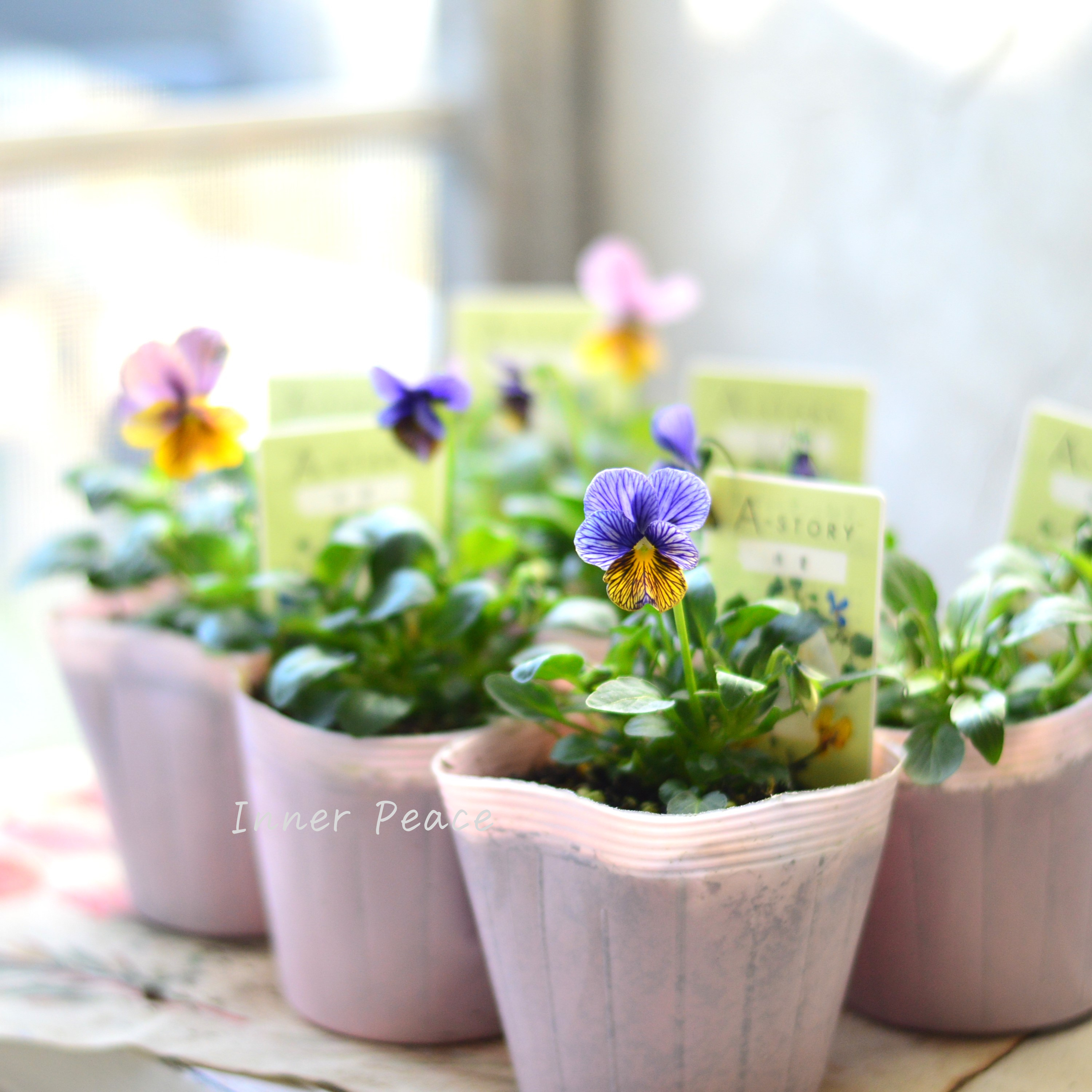 【石村あさみさん育種】 ビオラ 『A-STORY・流星』 3.5寸POT