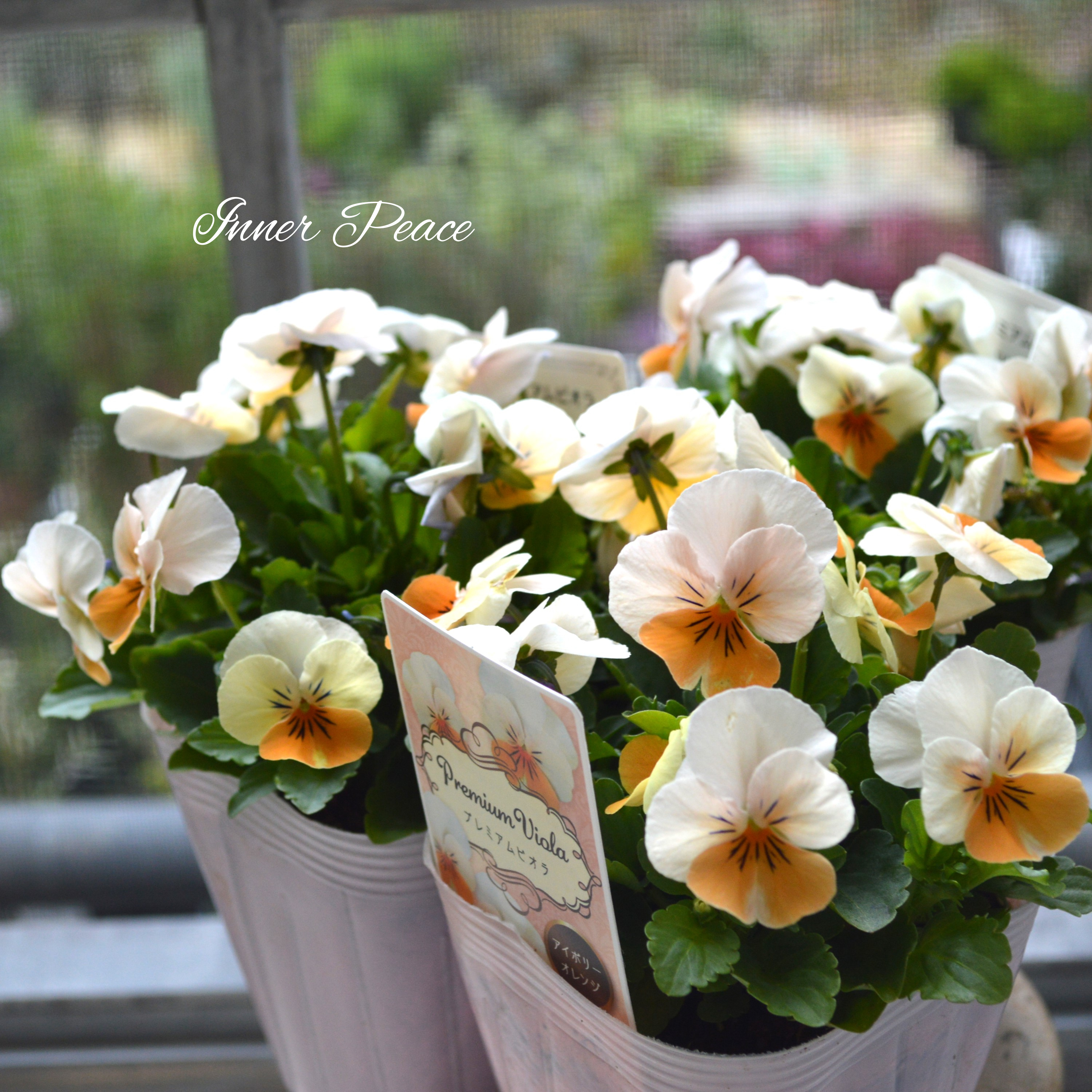 【かわいい】 ビオラ 『アイボリーオレンジ』 3.5寸POT