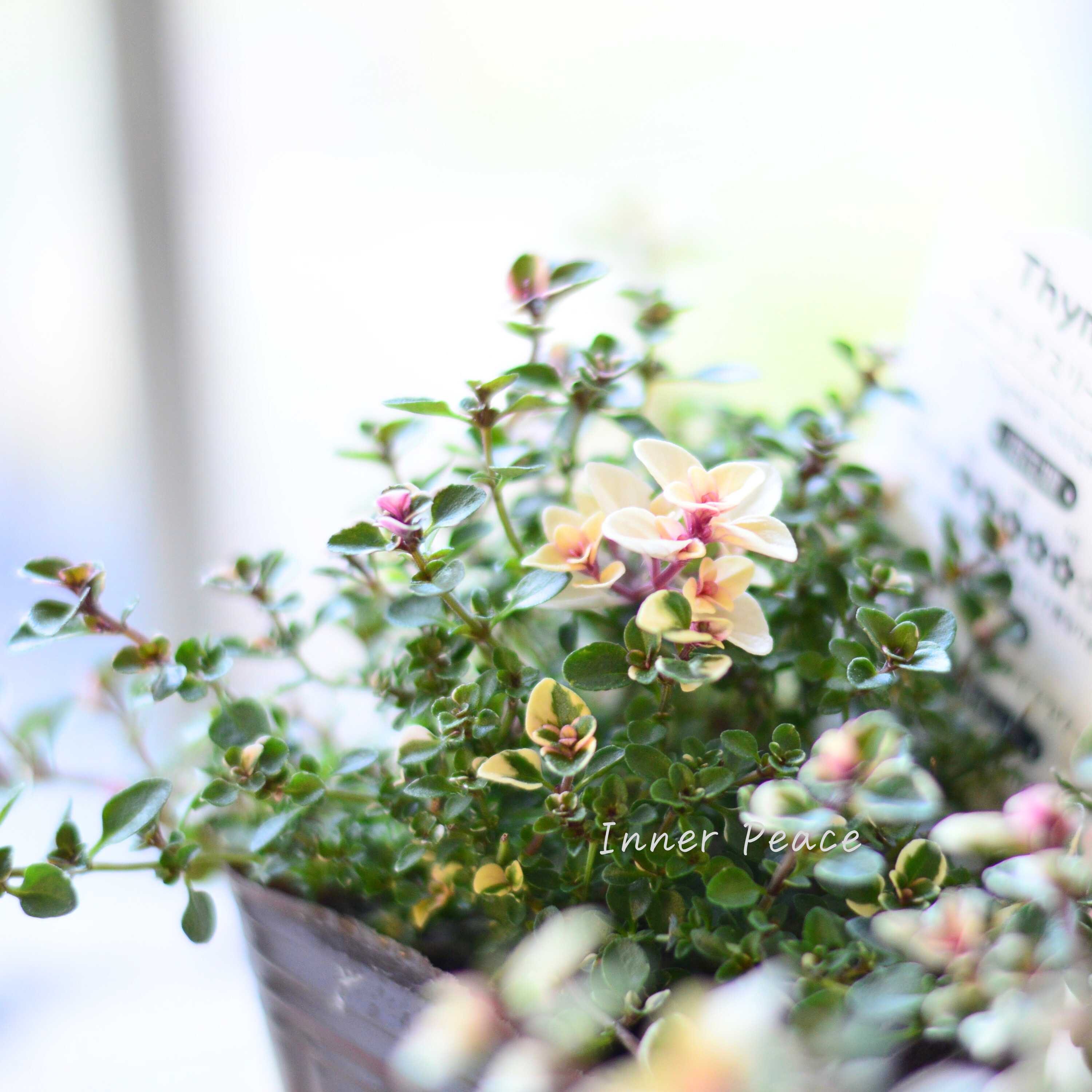 【寄せ植えに】 フォックスリータイム 2.5寸~3寸POT