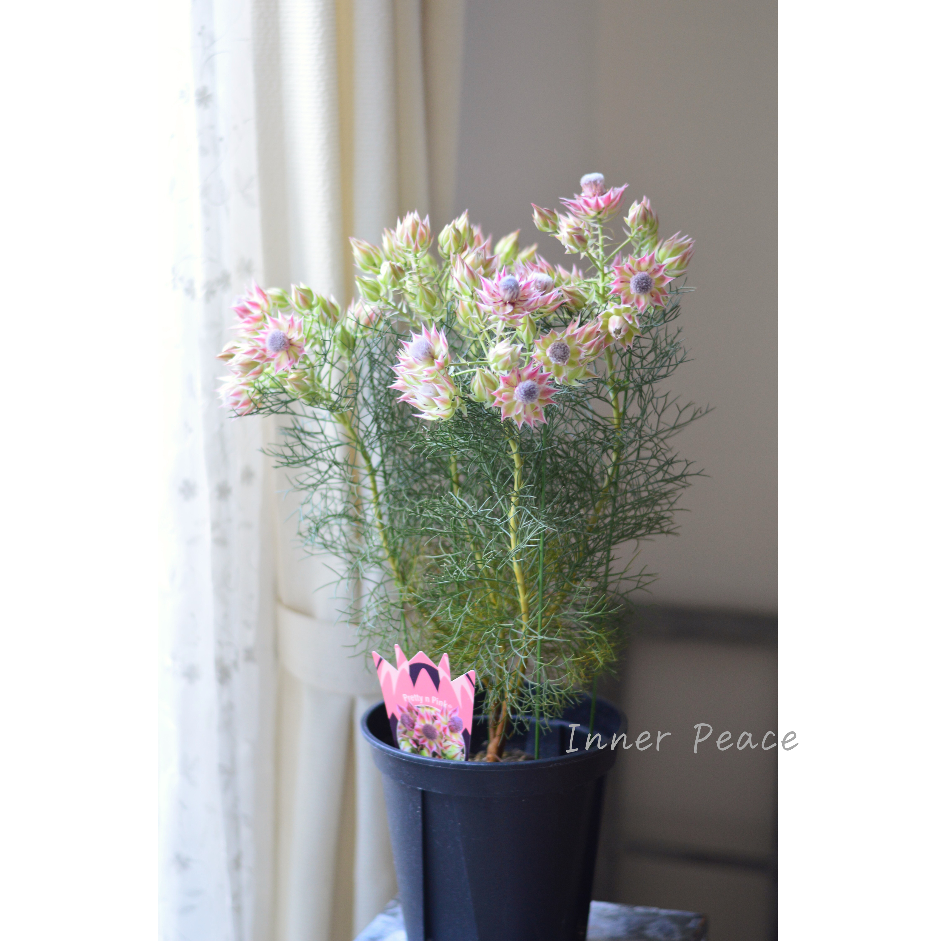 【大苗】 セルリア 『プリティーピンク』 7号スリット鉢