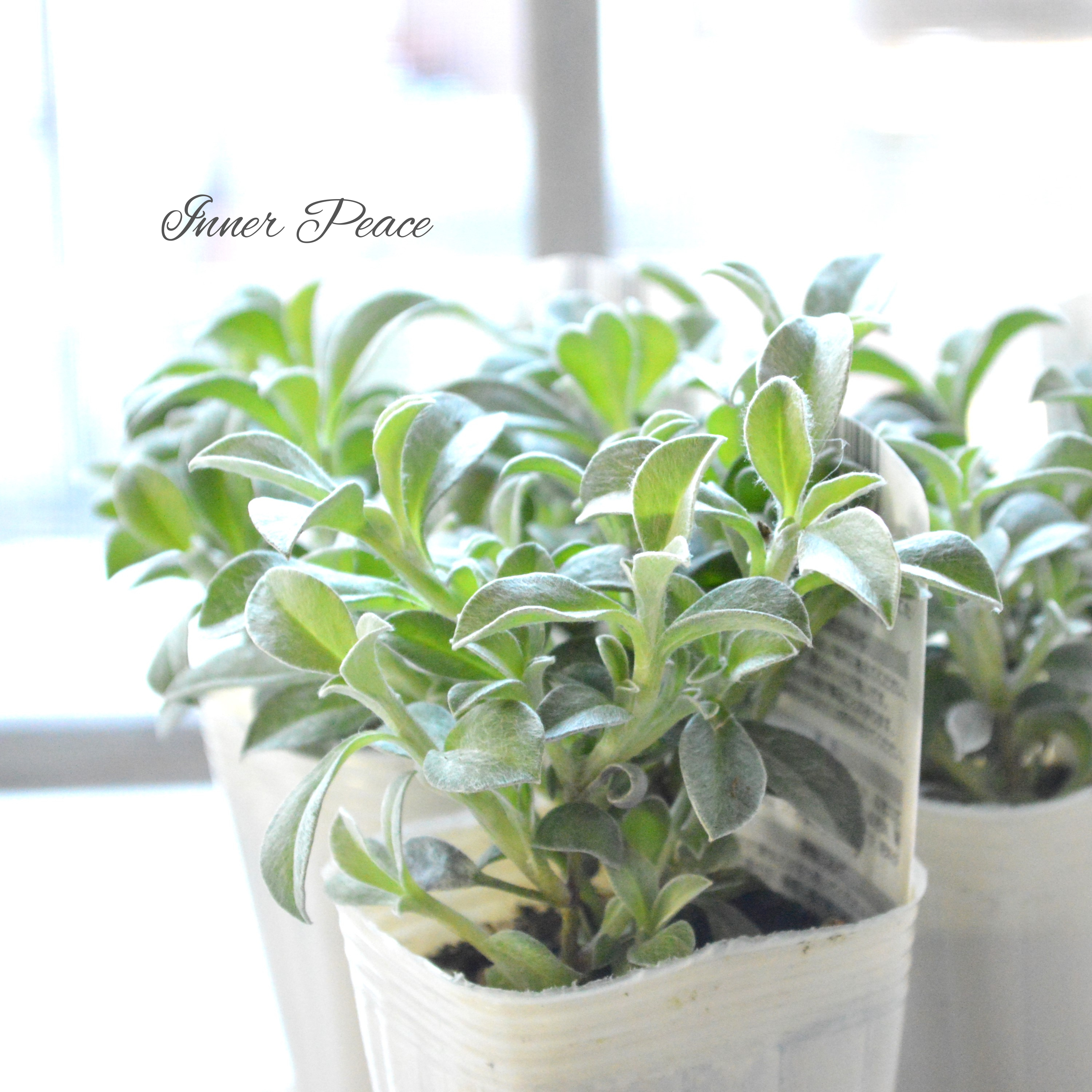 【2分割できる】 ヘリクリサム 『ホワイトフェリー』 2.5寸POT