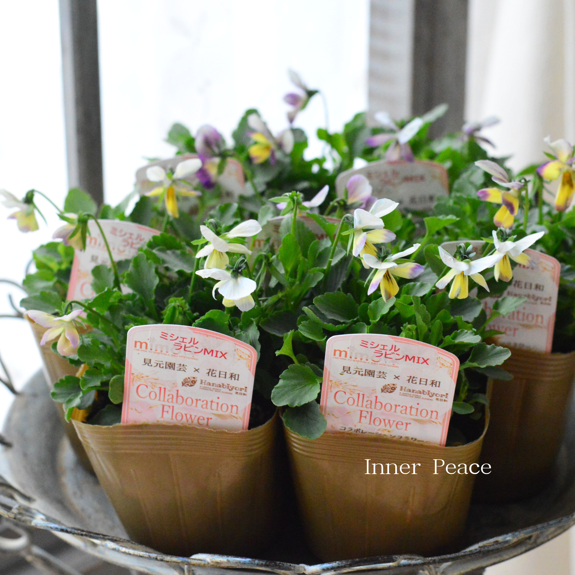 【見元園芸さん×花日和さん】 ビオラ 『ミシェルラビンMIX』 3.5寸POT