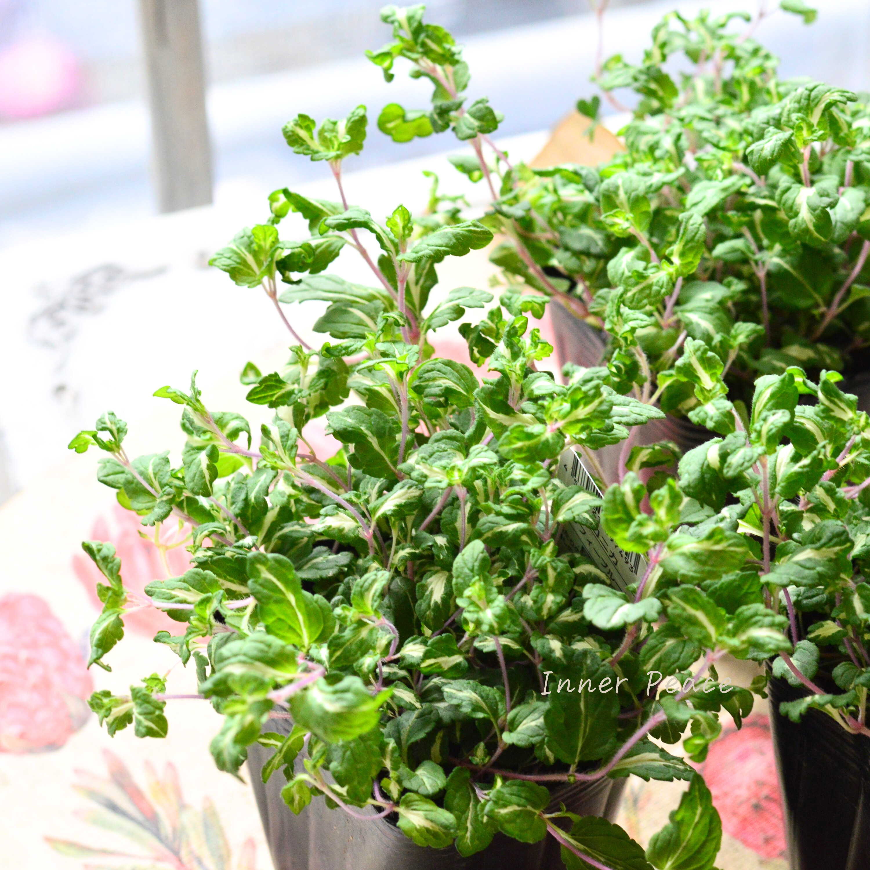 【斑入り】 ベロニカ 『ミッフィーブルート』 2.5~3寸POT