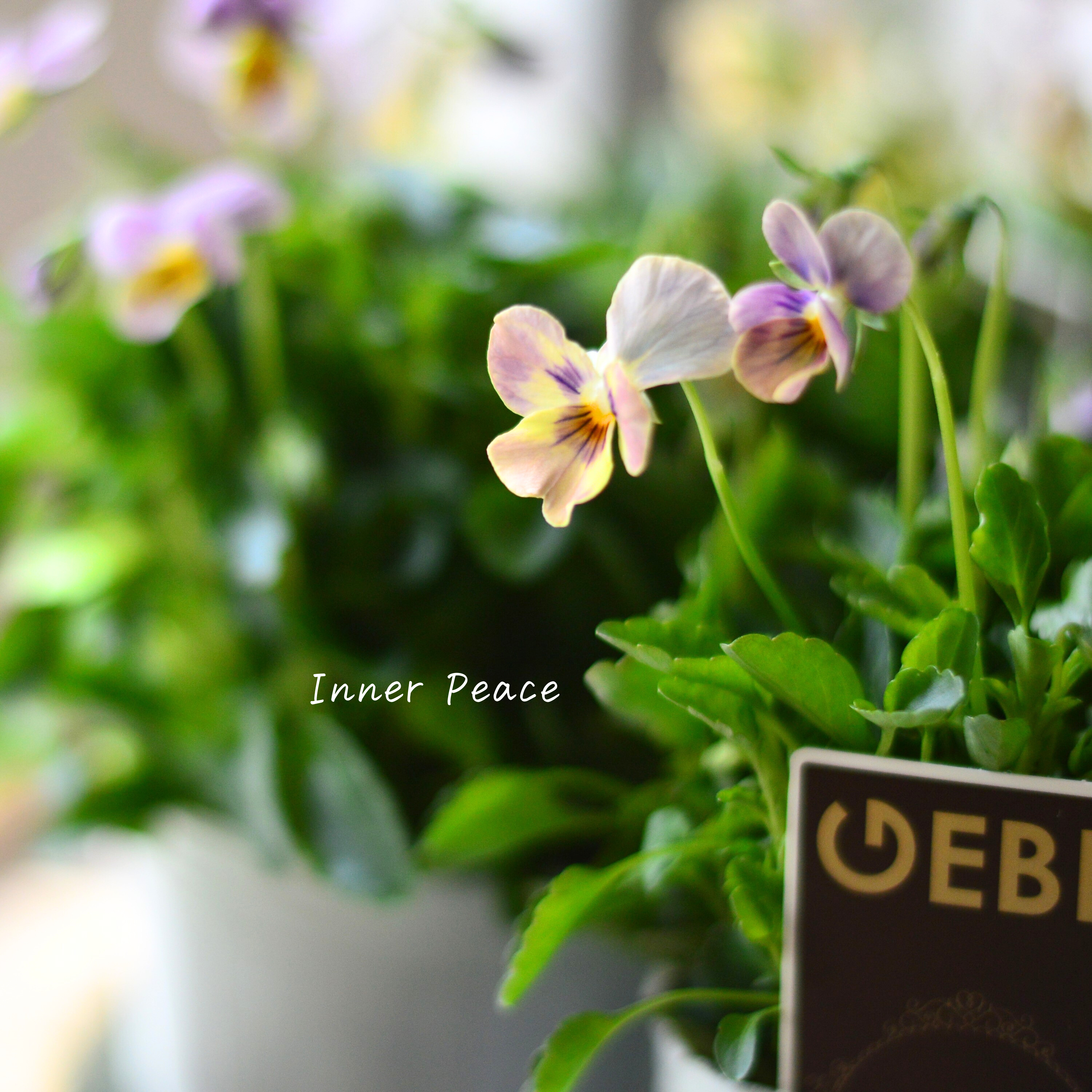 【ゲブラさん】 ビオラ 『ミックス』 2.5寸POT