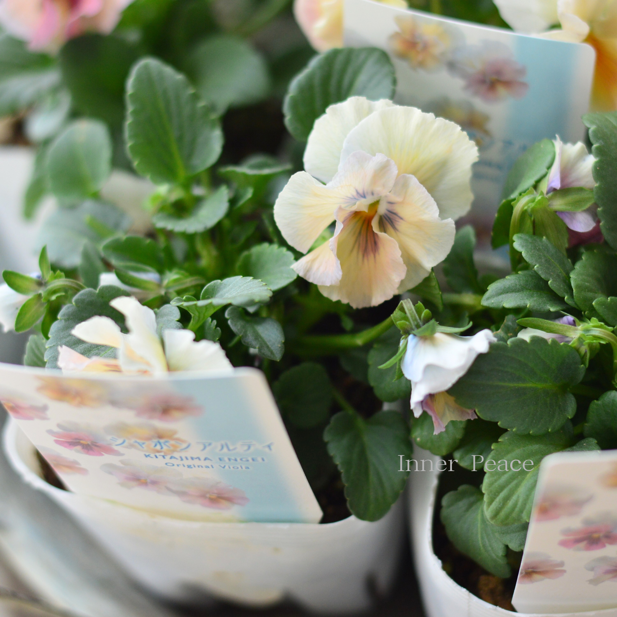 【北島園芸さん】 ビオラ 『シャボンアルティ』 3.5寸POT