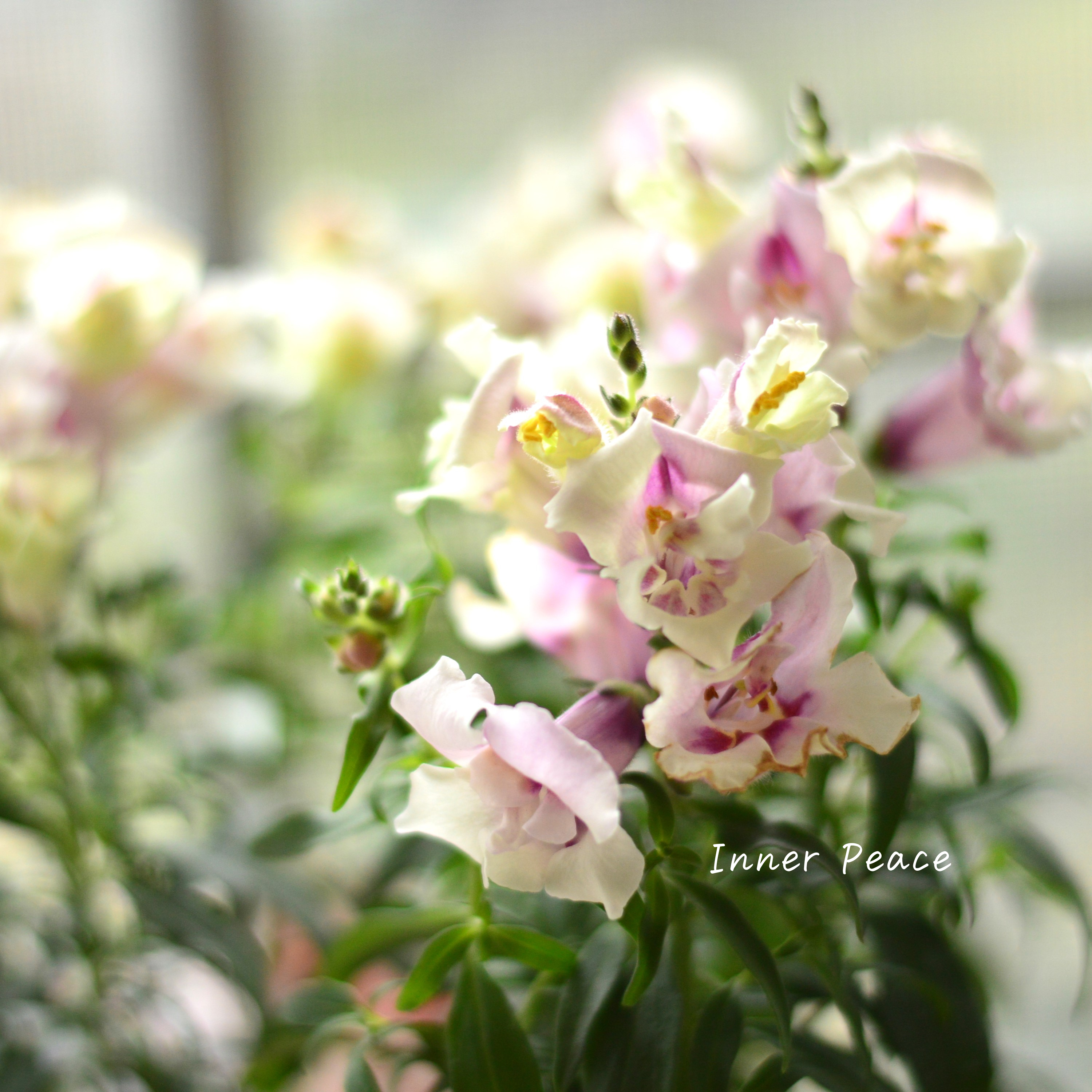 【かわいい】 キンギョソウ・トゥイニー 『オーキッド』 3寸ロングPOT