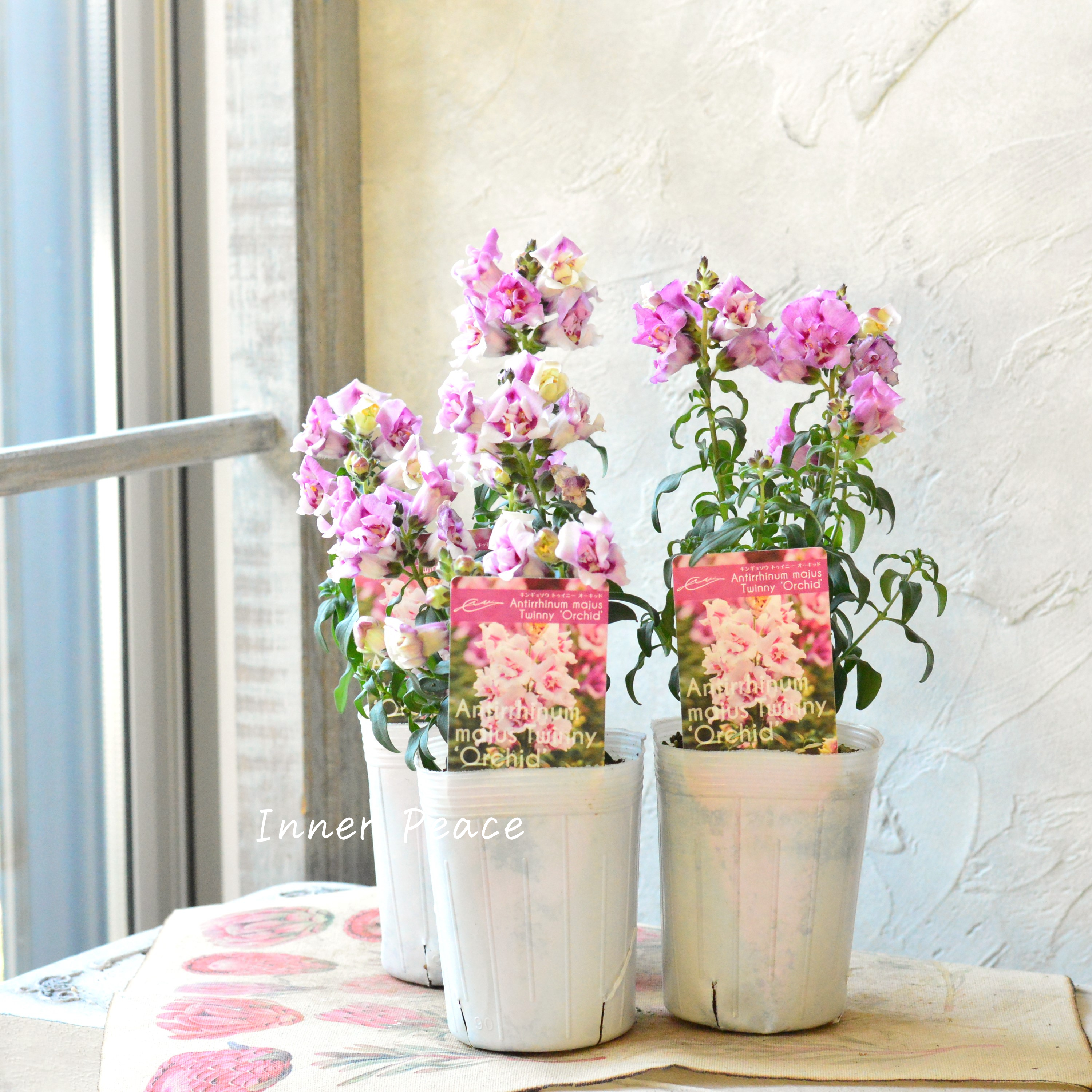 【かわいい】奥田さん生産の キンギョソウ・トゥイニー 『オーキッド』 3寸ロングPOT