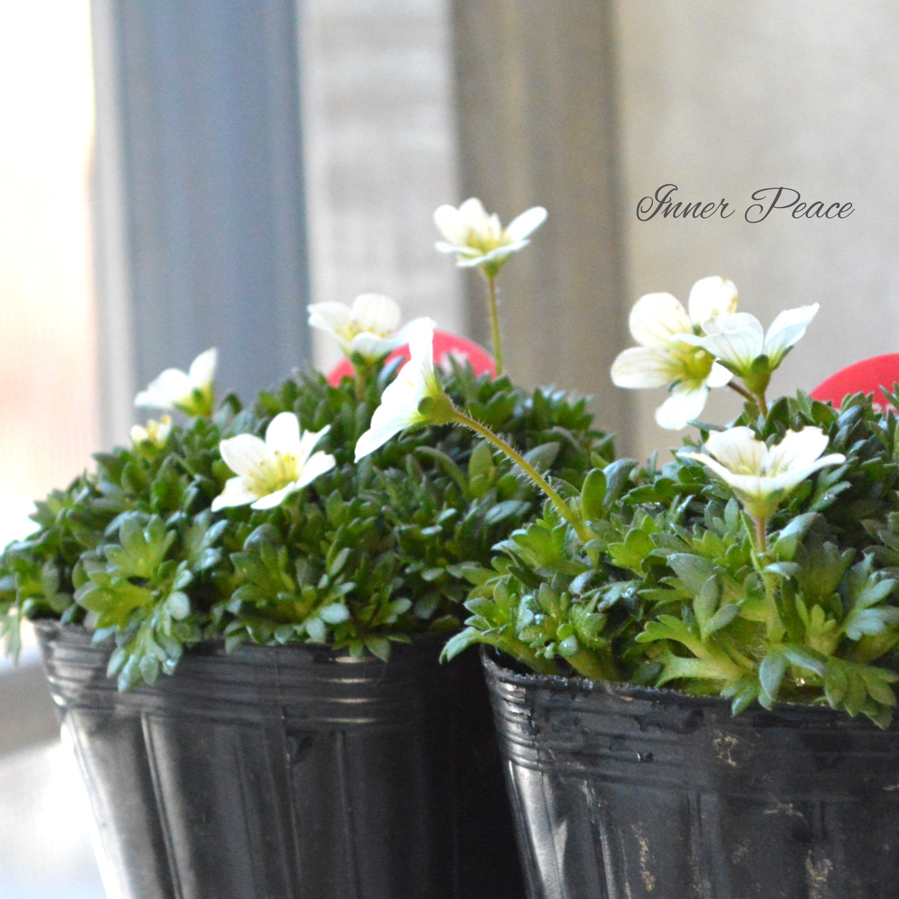 【寒さに強い】 クモマグサ(雲間草) ホワイト 3寸POT