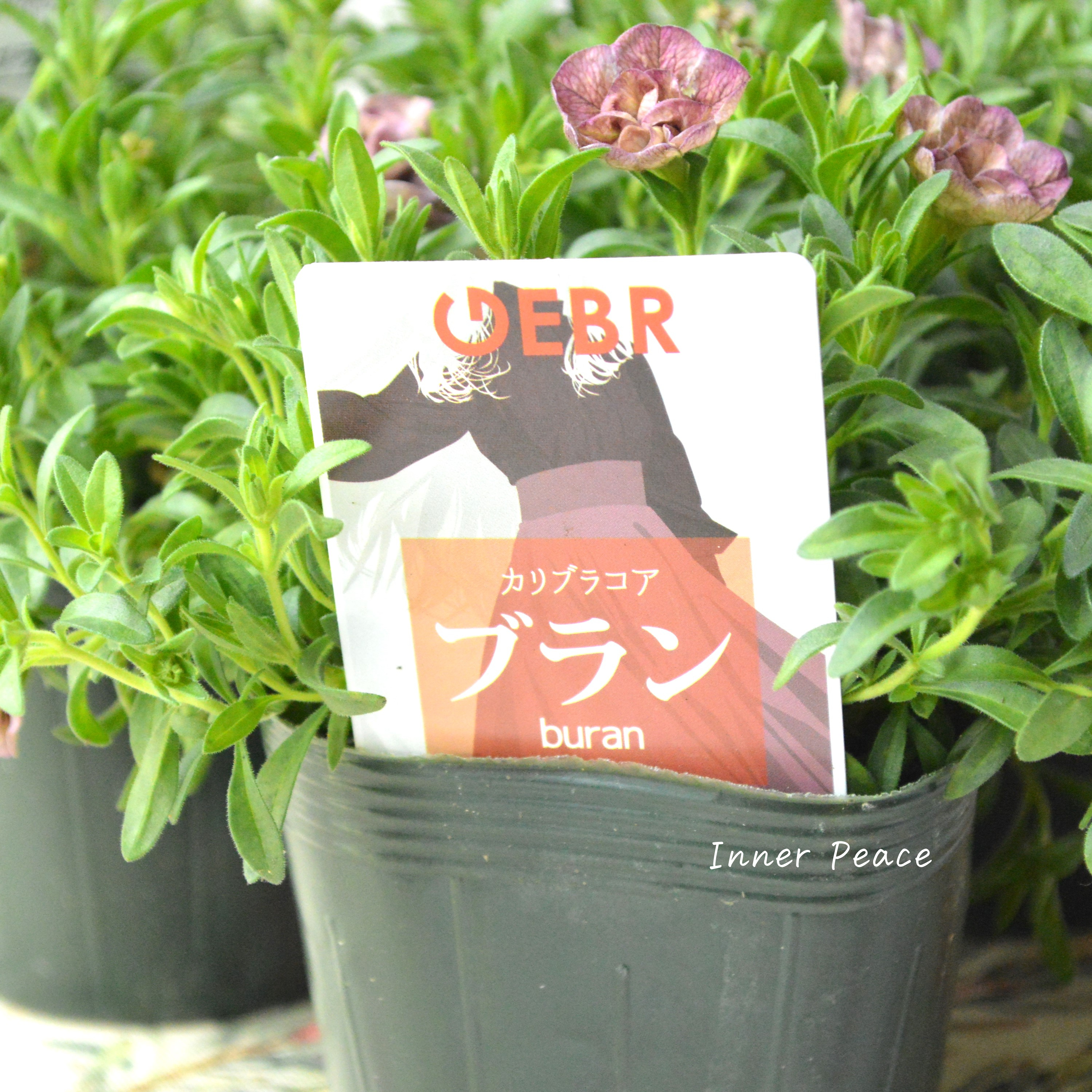 【ゲブラさん】 Sale! カリブラコア 『ブラン』 3.5寸POT