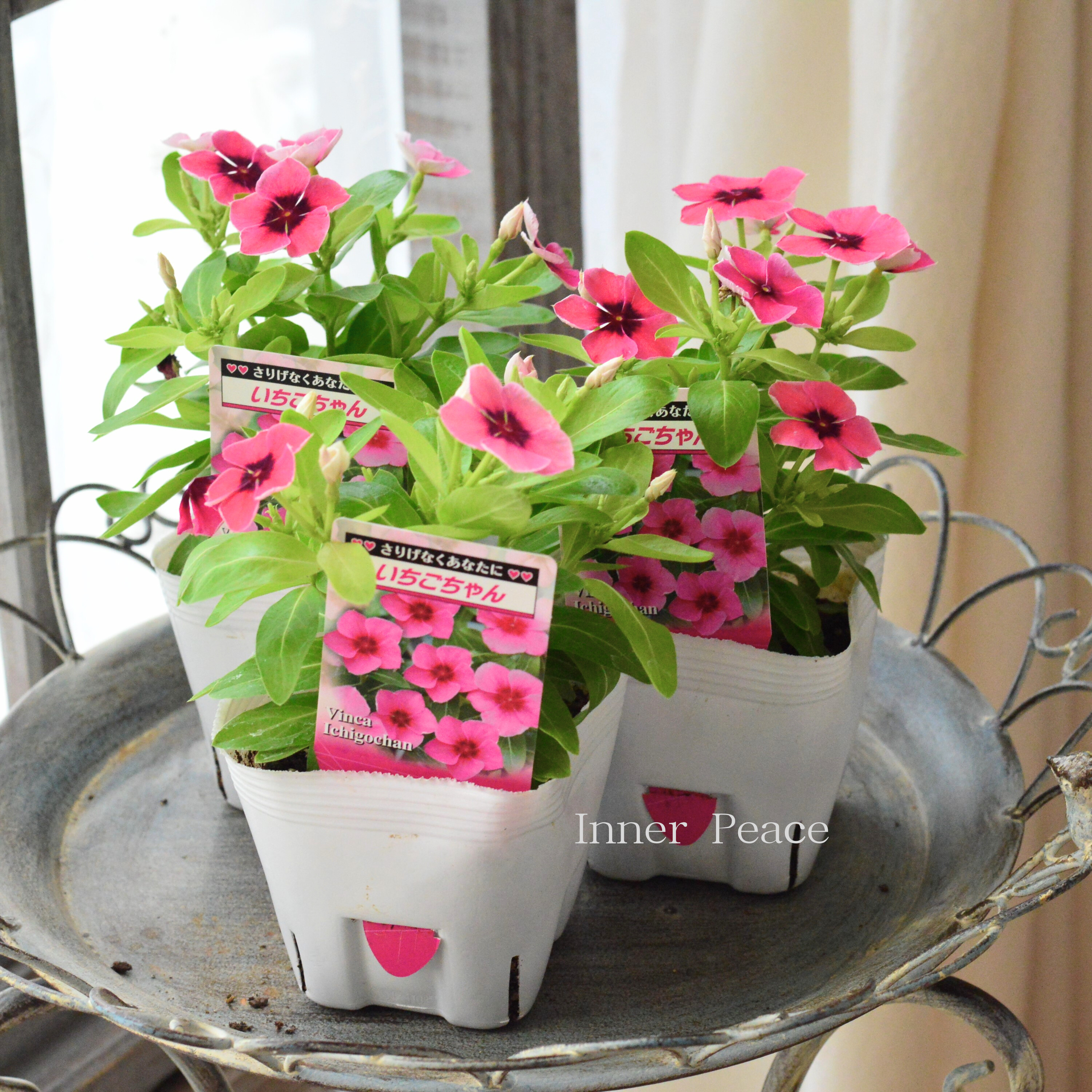 【北島園芸さん】 ニチニチソウ 『いちごちゃん・ライムグリーンリーフ』 3.5寸POT