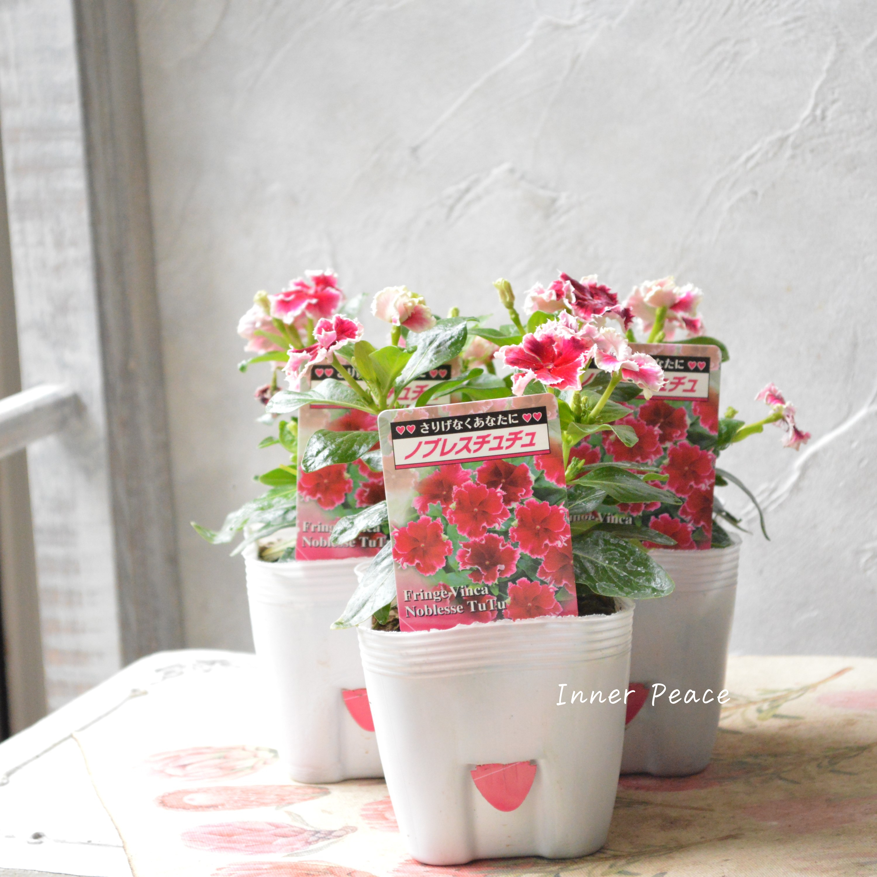 【北島園芸さん】 ニチニチソウ 『ノブレスチュチュ』 3.5寸POT