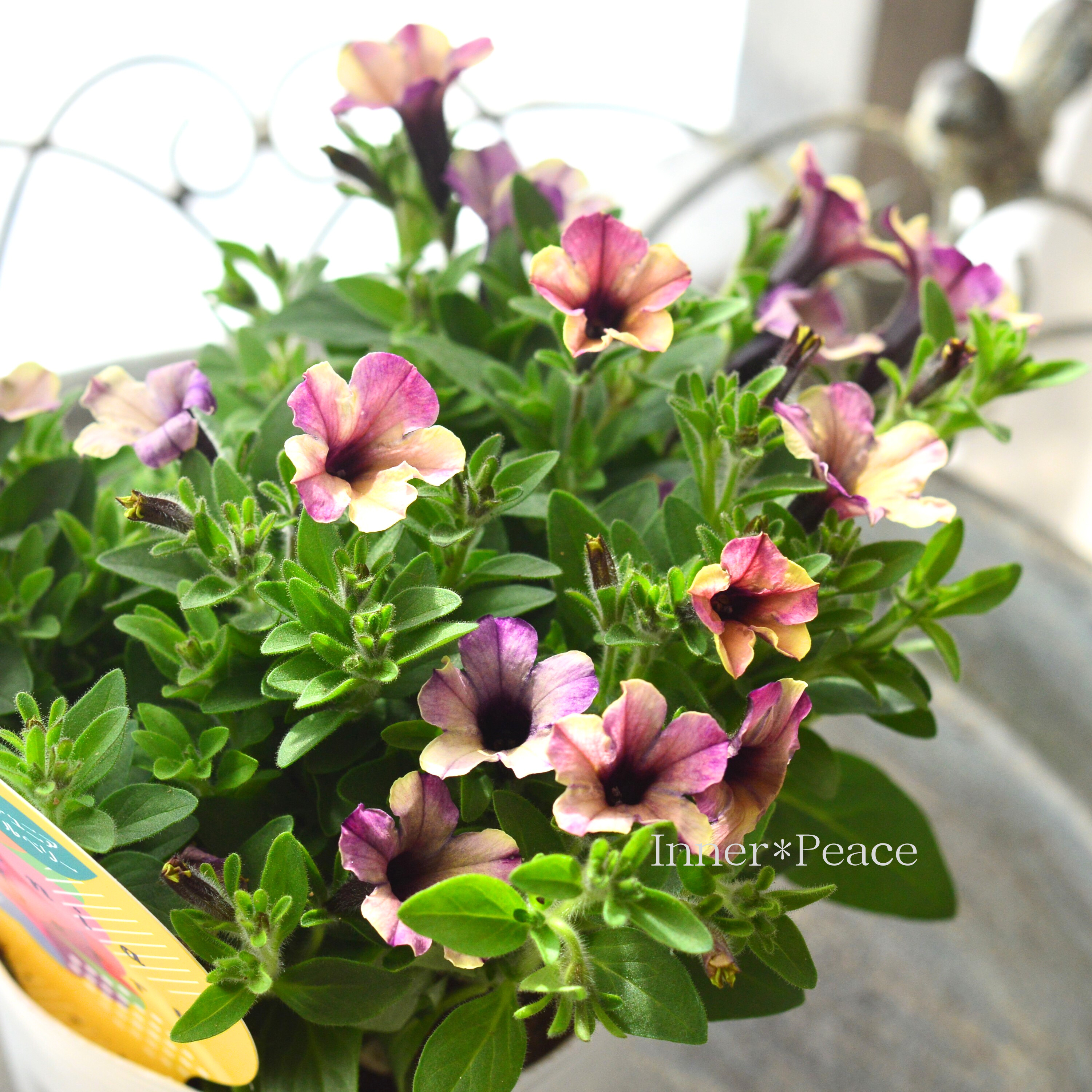 【花芳さんオリジナル】 小輪ペチュニア 『マルベリー』 3.5寸POT