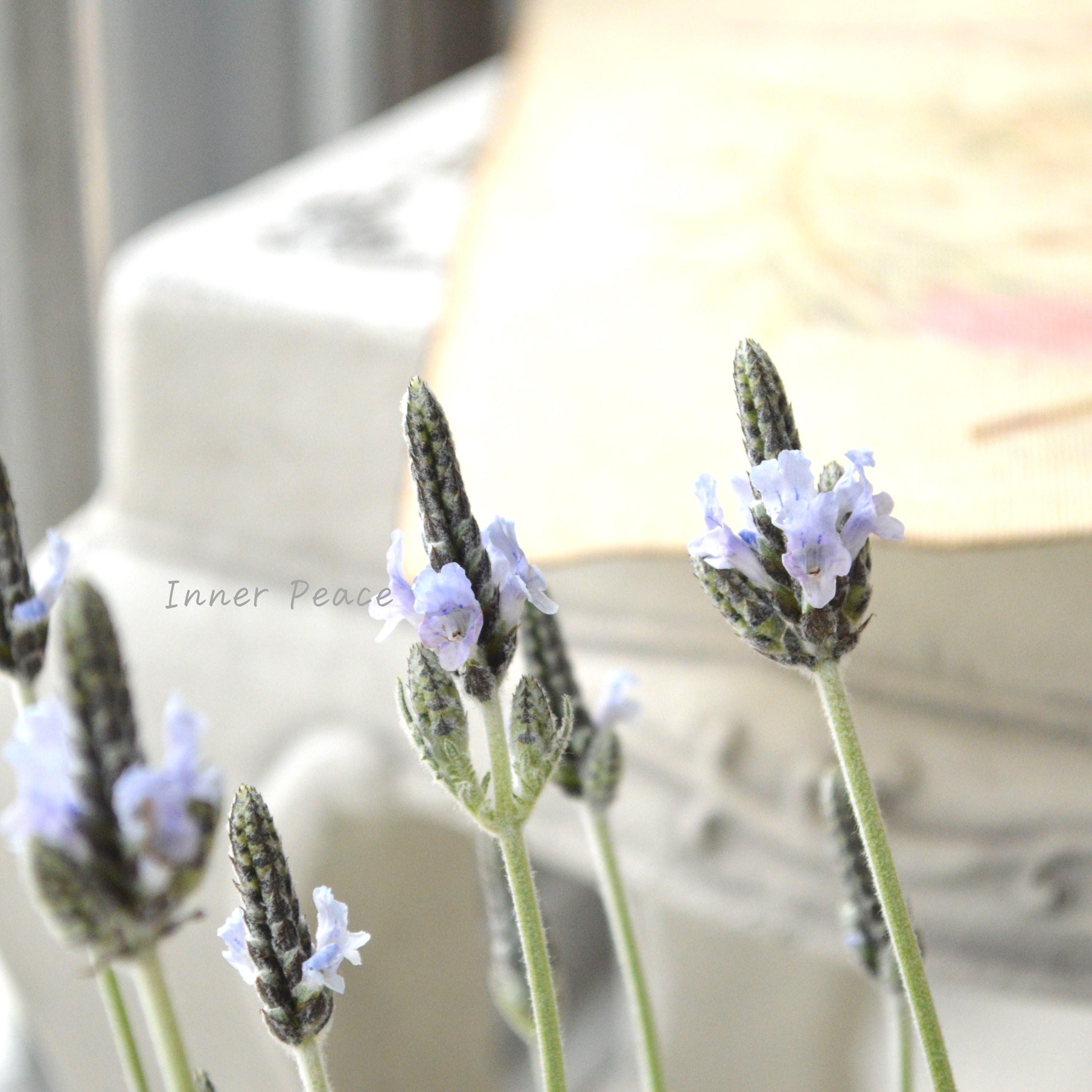 【美しい】 レースラベンダー 『トーチ ミンティアイス』 3.5寸POT