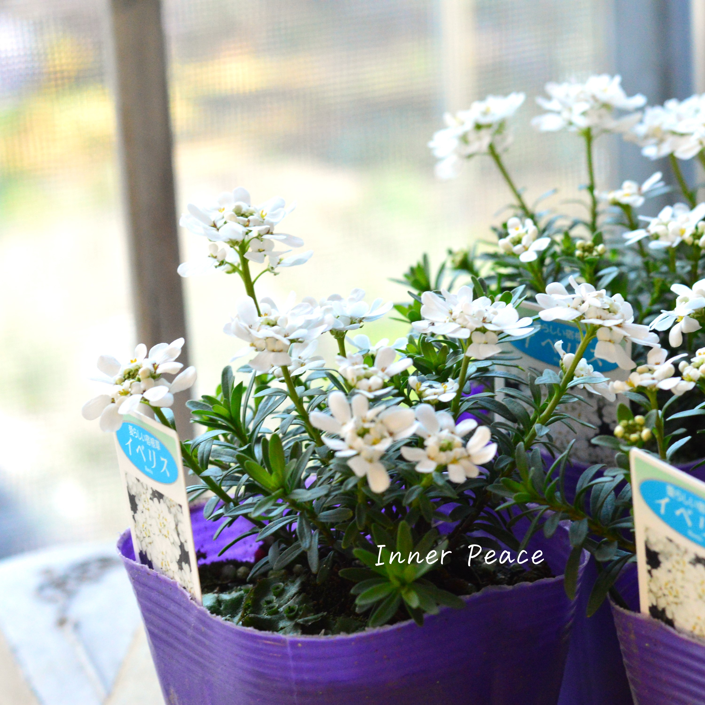 【寒さに強い】 宿根イベリス 3.5寸POT