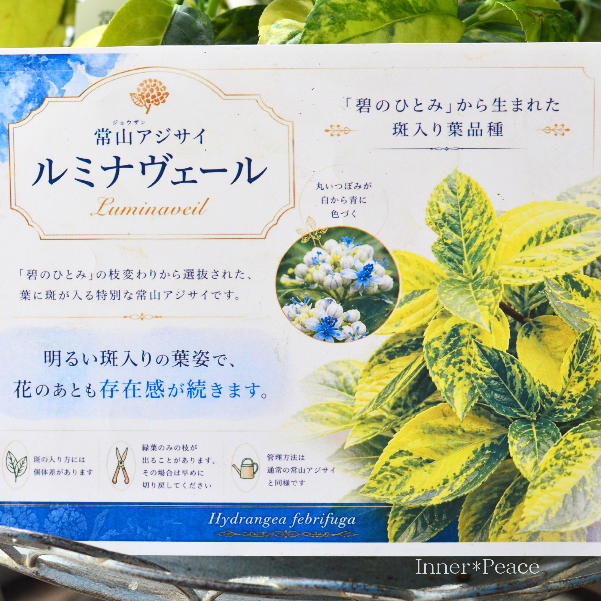 【斑入り葉】 常山あじさい 『ルミナヴェール』 3.5寸POT