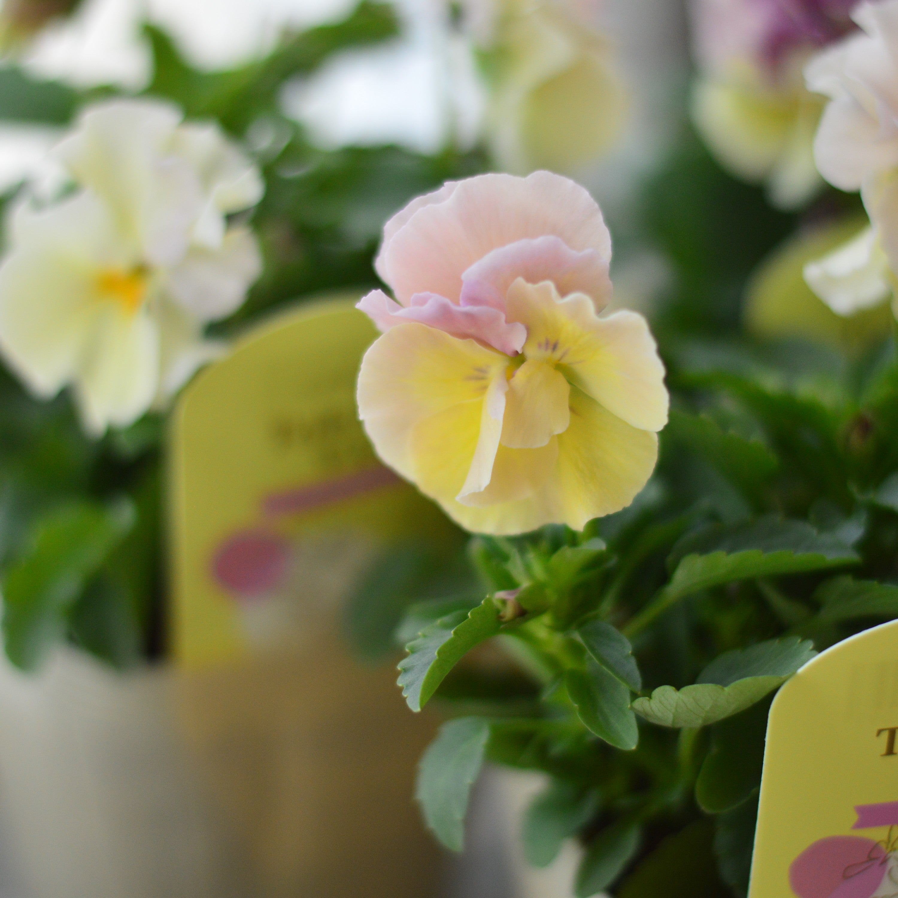 【奥田園芸さん】 ときめきビオラ 『シフォンドレス』 3.5寸POT