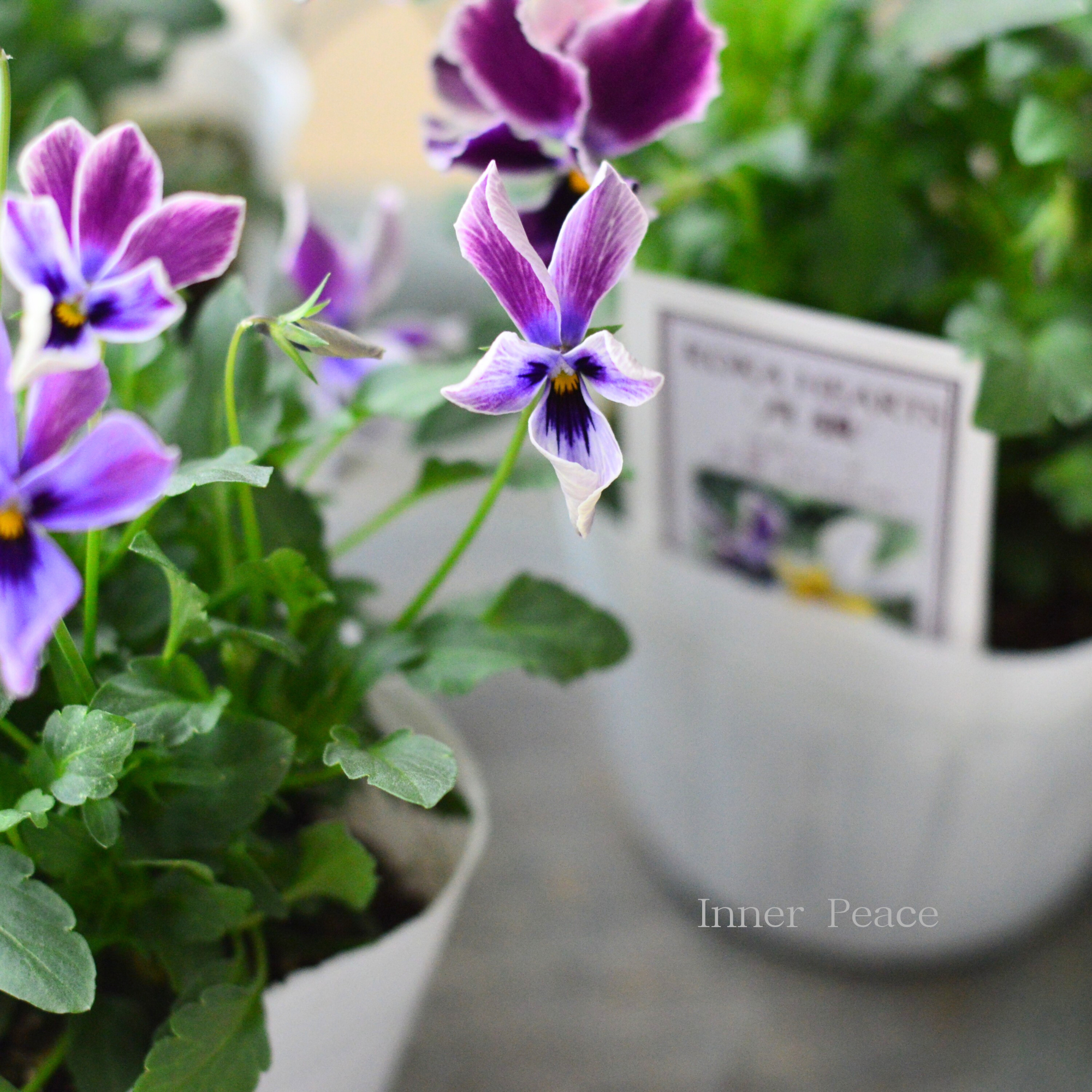 【美しい】 ビオラ ロカハーツ 『月狼』 3.5寸POT