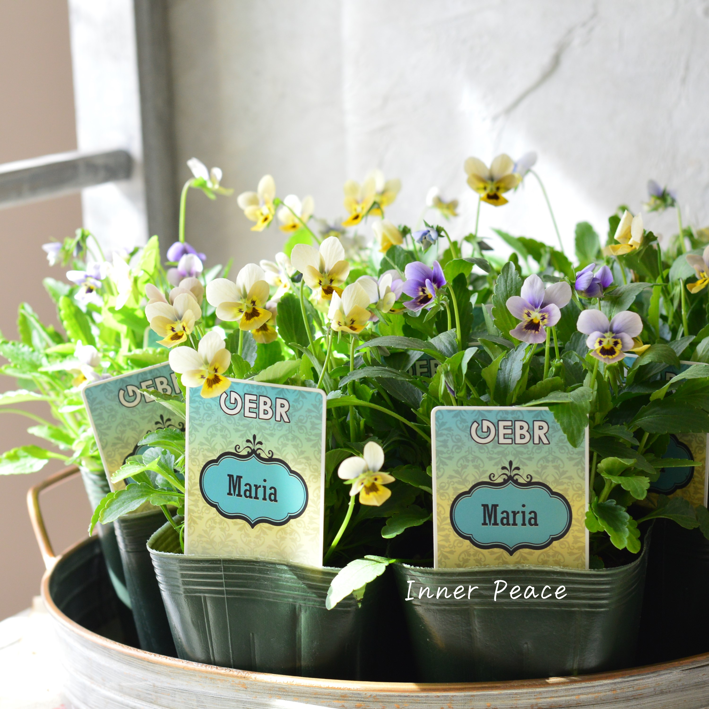 【ゲブラさん】 小輪ビオラ 『マリア』 3.5寸POT