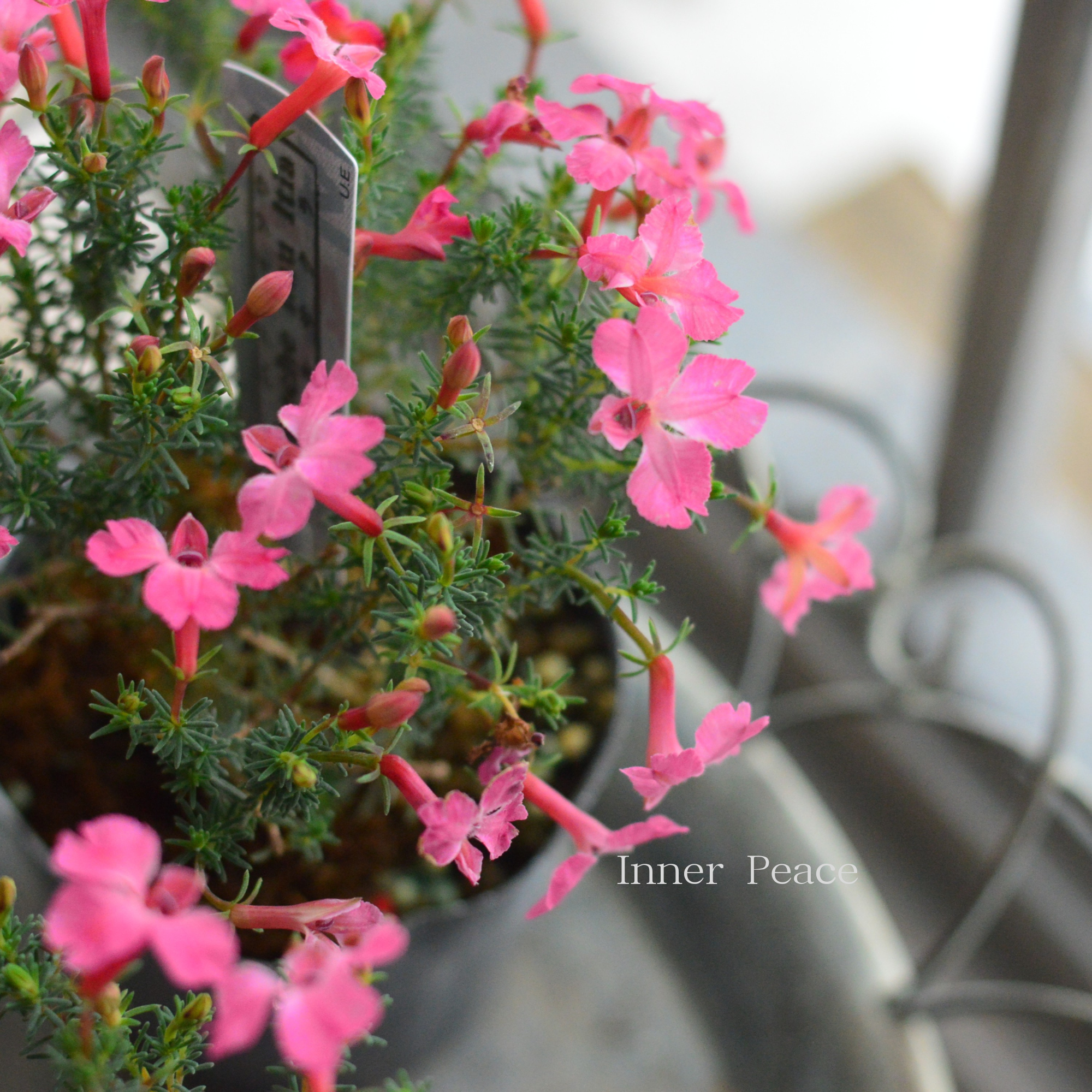 【美しい】 ハツコイソウ 『メルさくら』 3寸POT