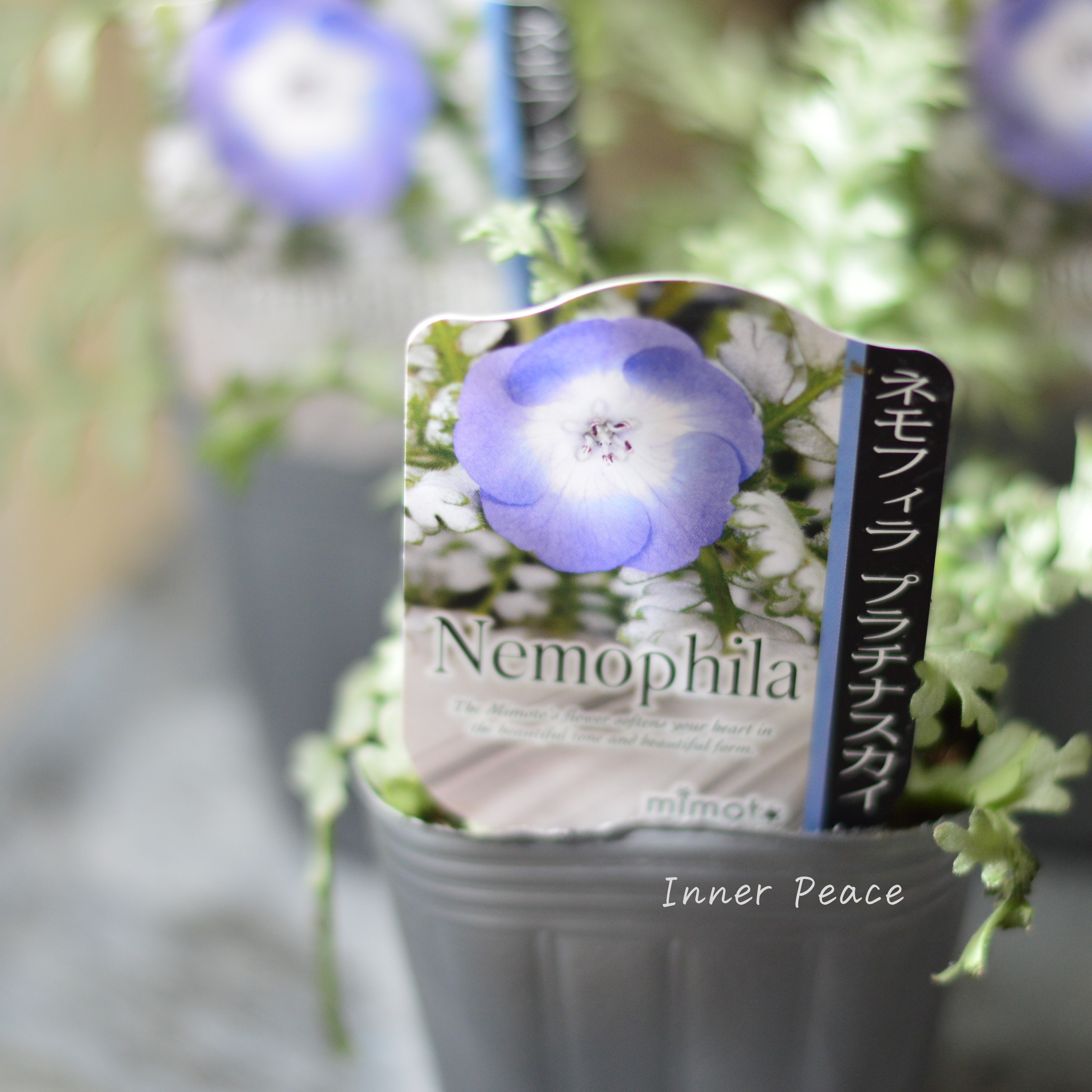 【見元園芸さん】 ネモフィラ 『プラチナスカイ』 植え込み用 3寸POT