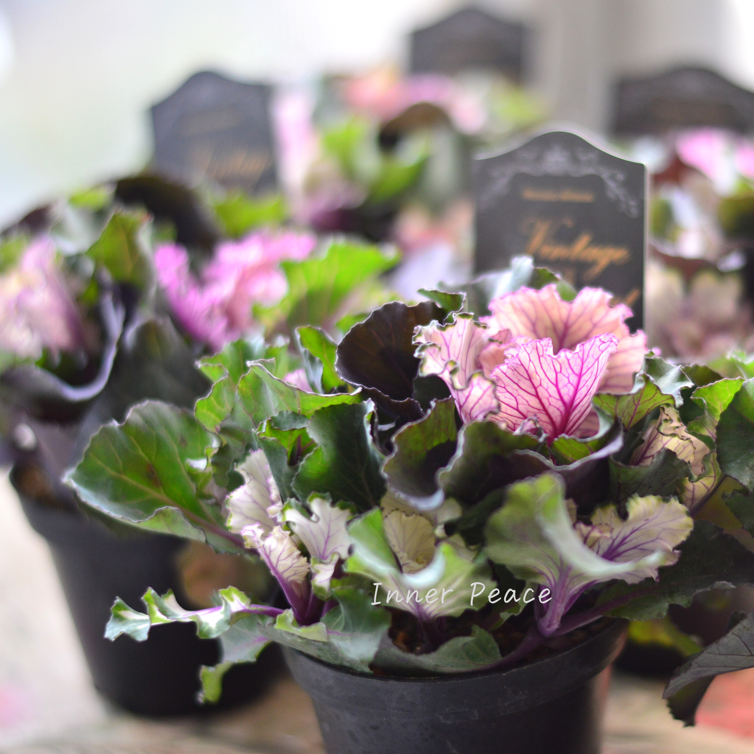 【kーplantsさん】 葉牡丹 『ヴィンテージブーケ・フリル』 2.5寸硬質POT