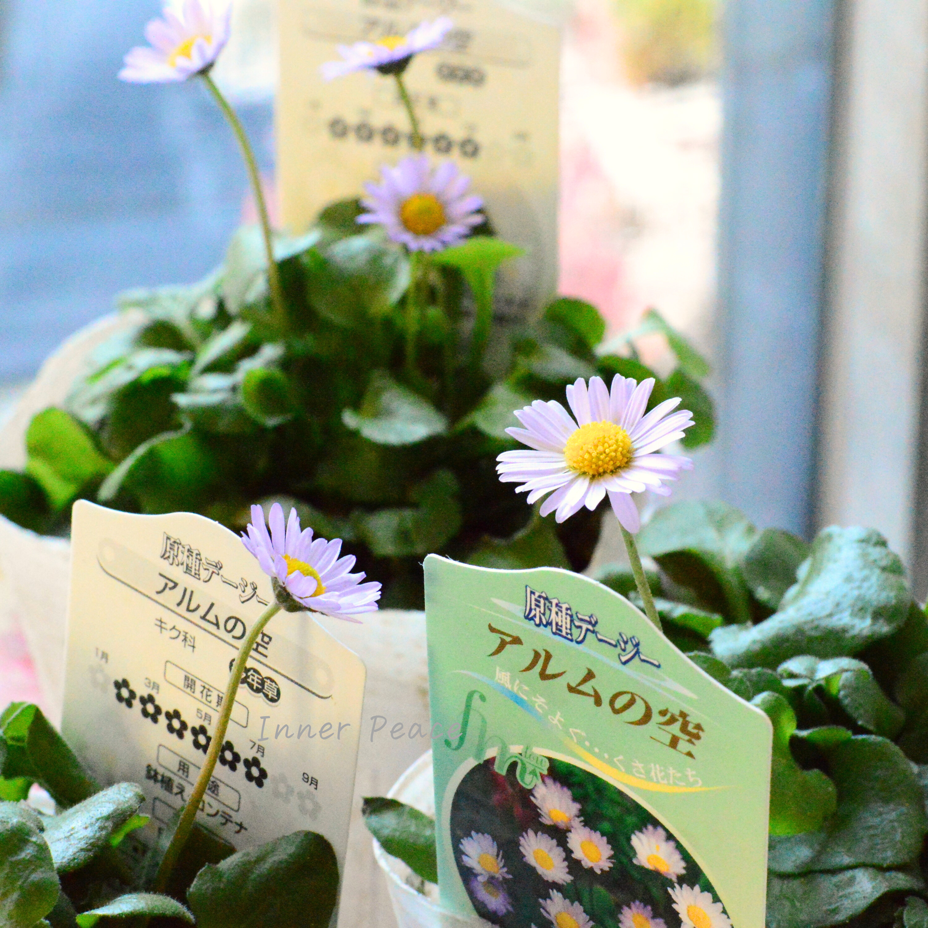 【かわいい】 イングリッシュデージー 『アルムの空』 3寸~3.5寸POT