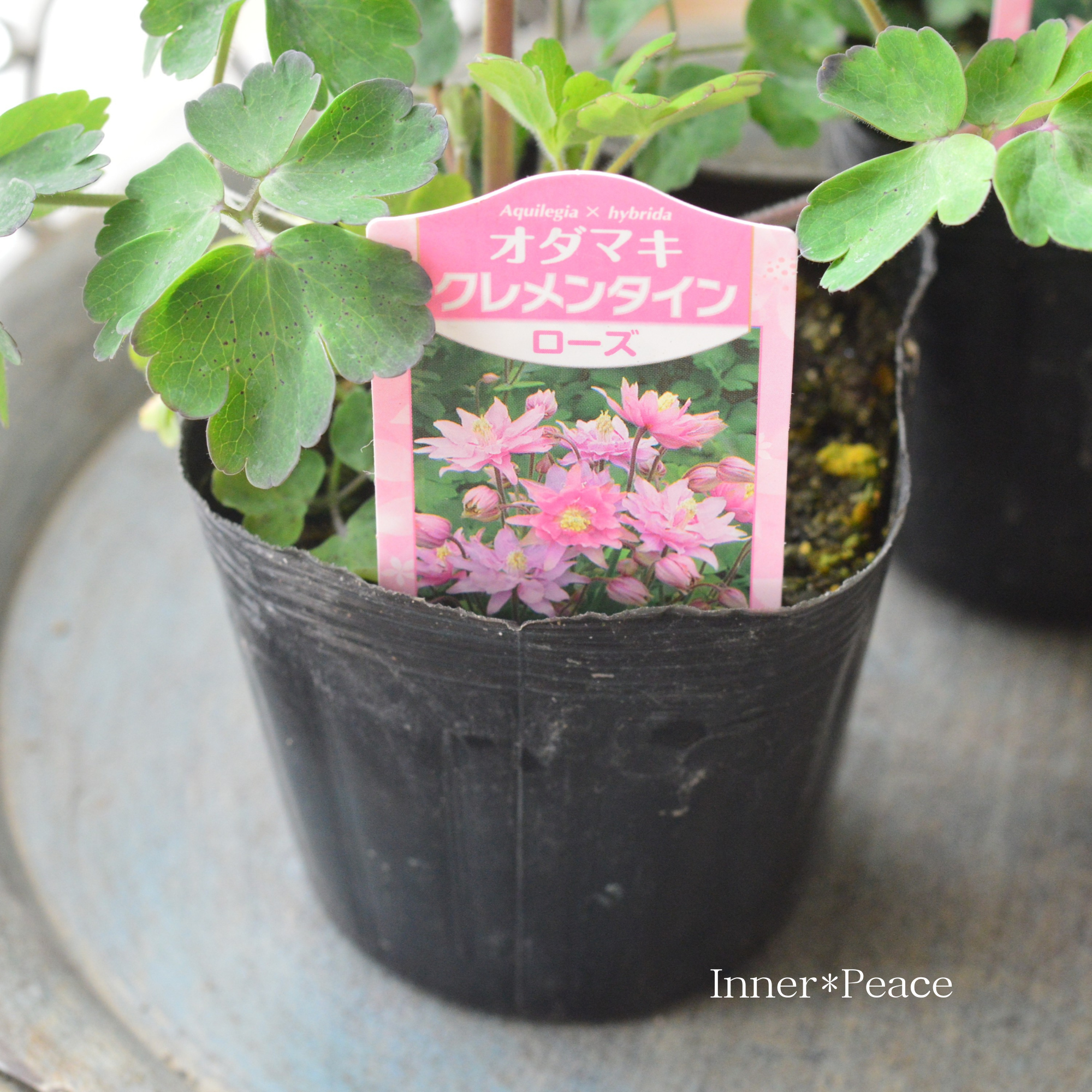 【八重咲き】 オダマキ・クレメンタイン 『ローズ』 3.5寸POT