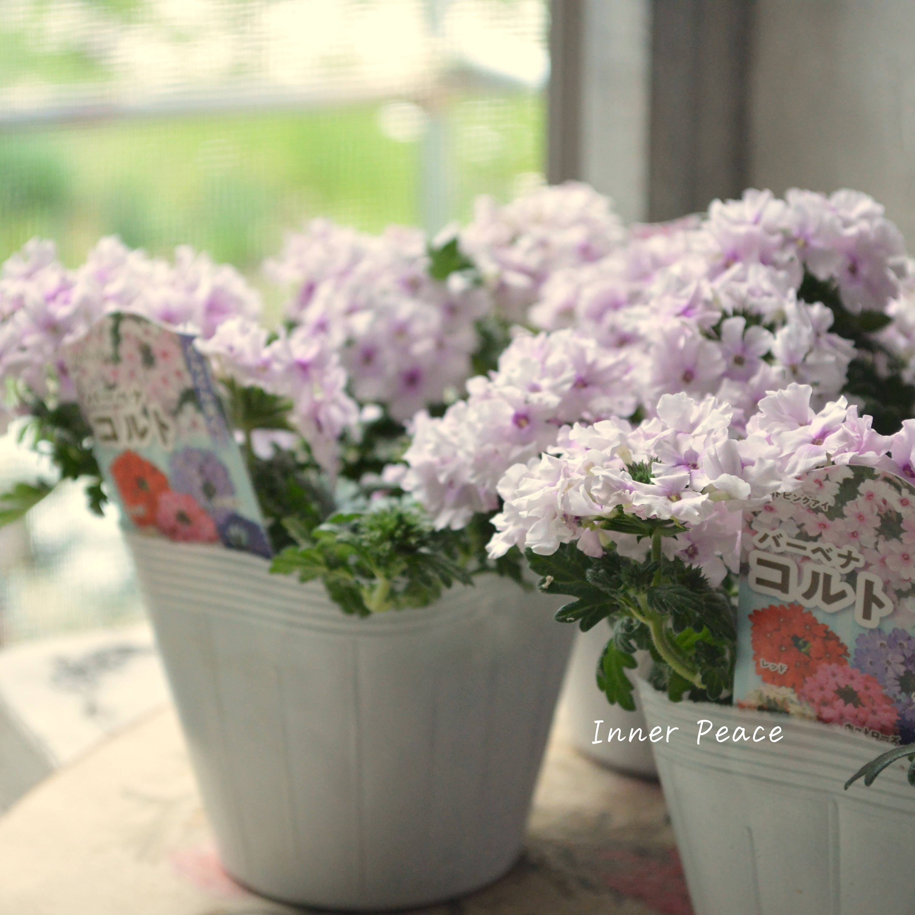 【宿根】 バーベナ 『コルト・ライトピンクアイ』 3.5寸POT