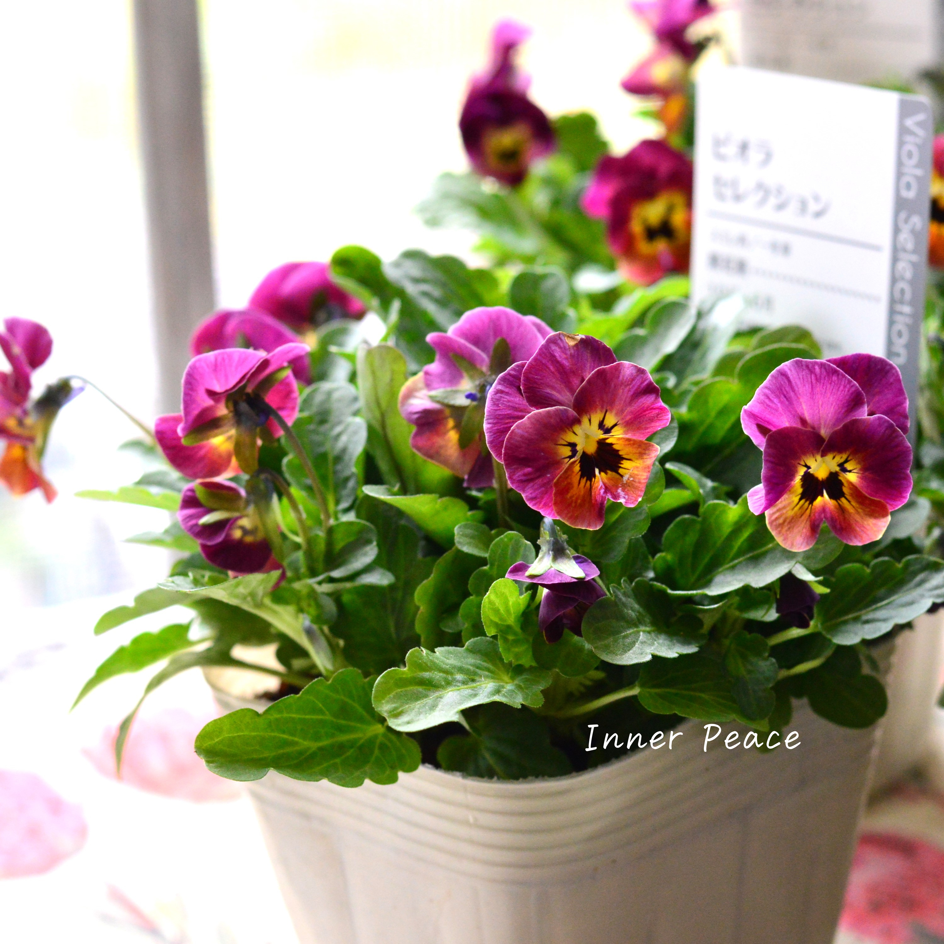 【アンティーク】 ビオラ 『レータ』 3.5寸POT