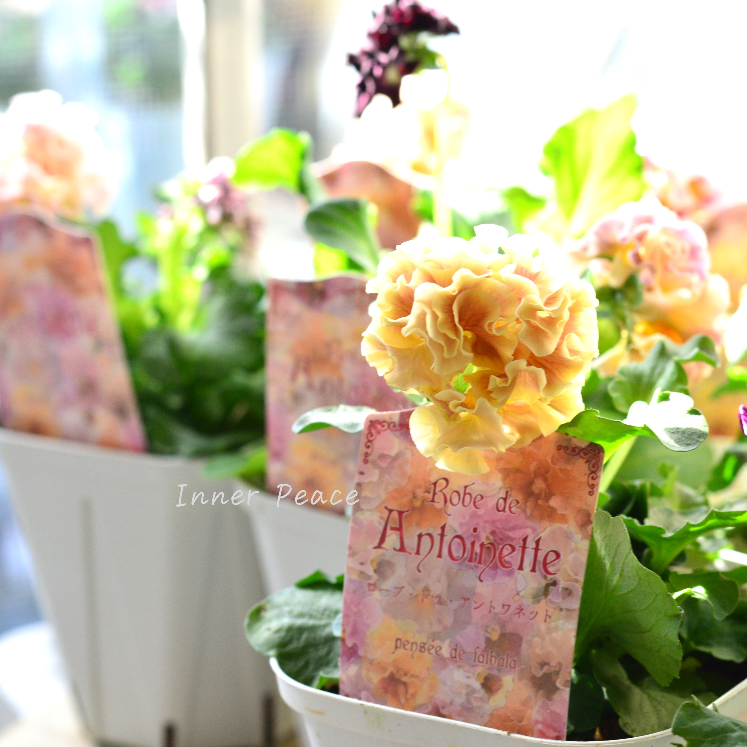 【サトウ園芸さん】 パンジー 『ローブ ドゥ アントワネット』 3.5寸POT