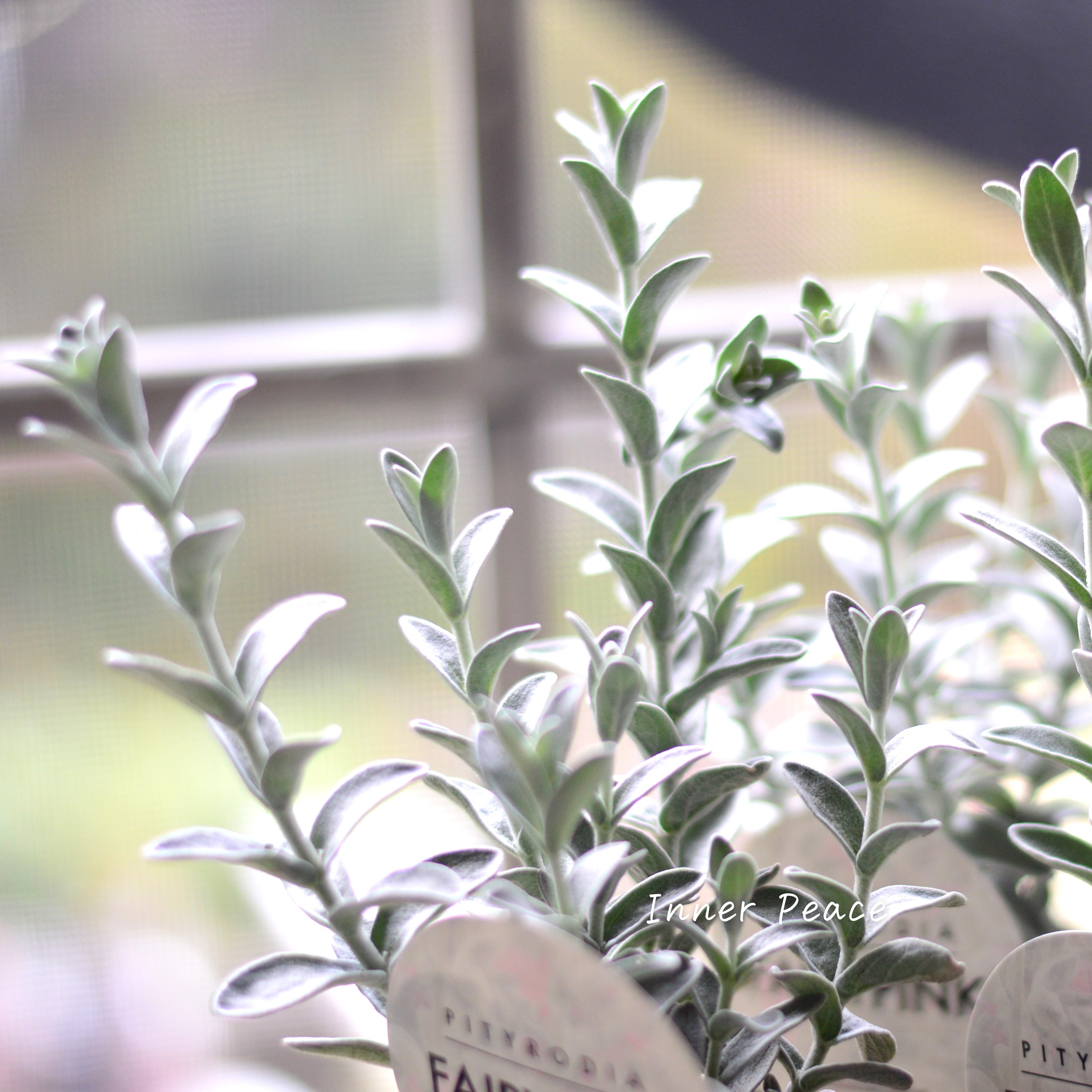 【常緑低木】 ピティロディア 『フェアリーピンク』 3寸POT