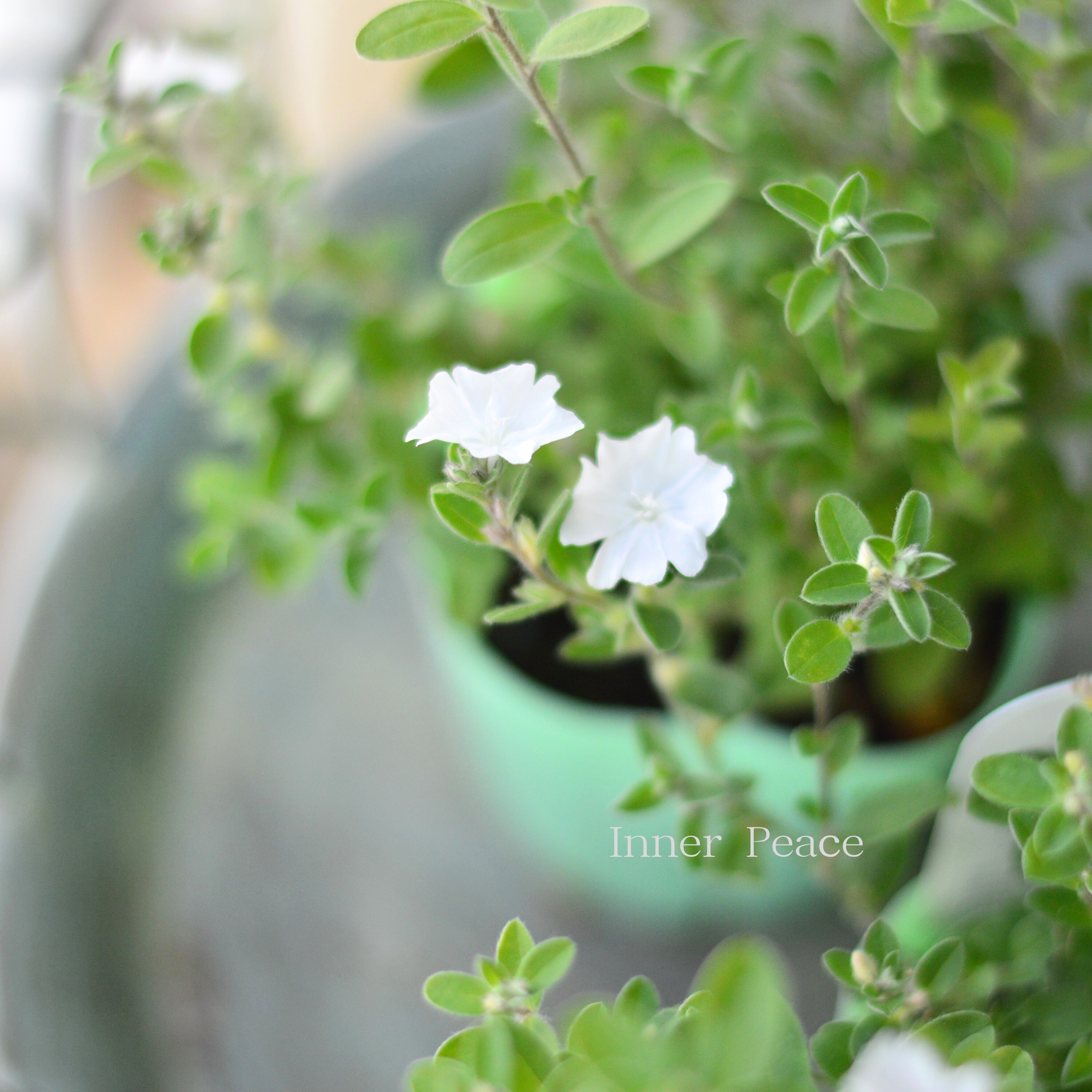 【開花期が長い】 エボルブルス 『サマースノー』 3寸POT