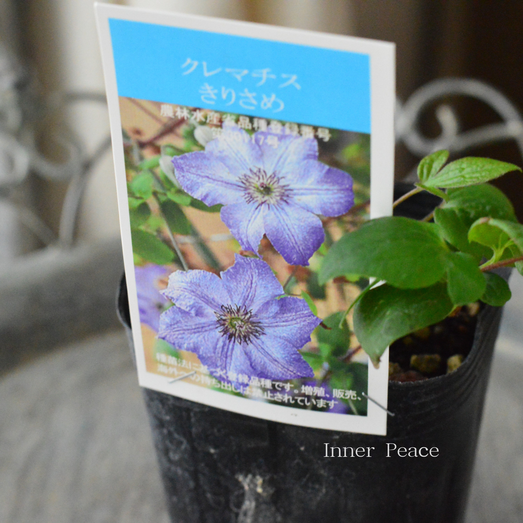 【及川フラグリーンさん】 クレマチス フロリダ系 『きりさめ』 3寸POT