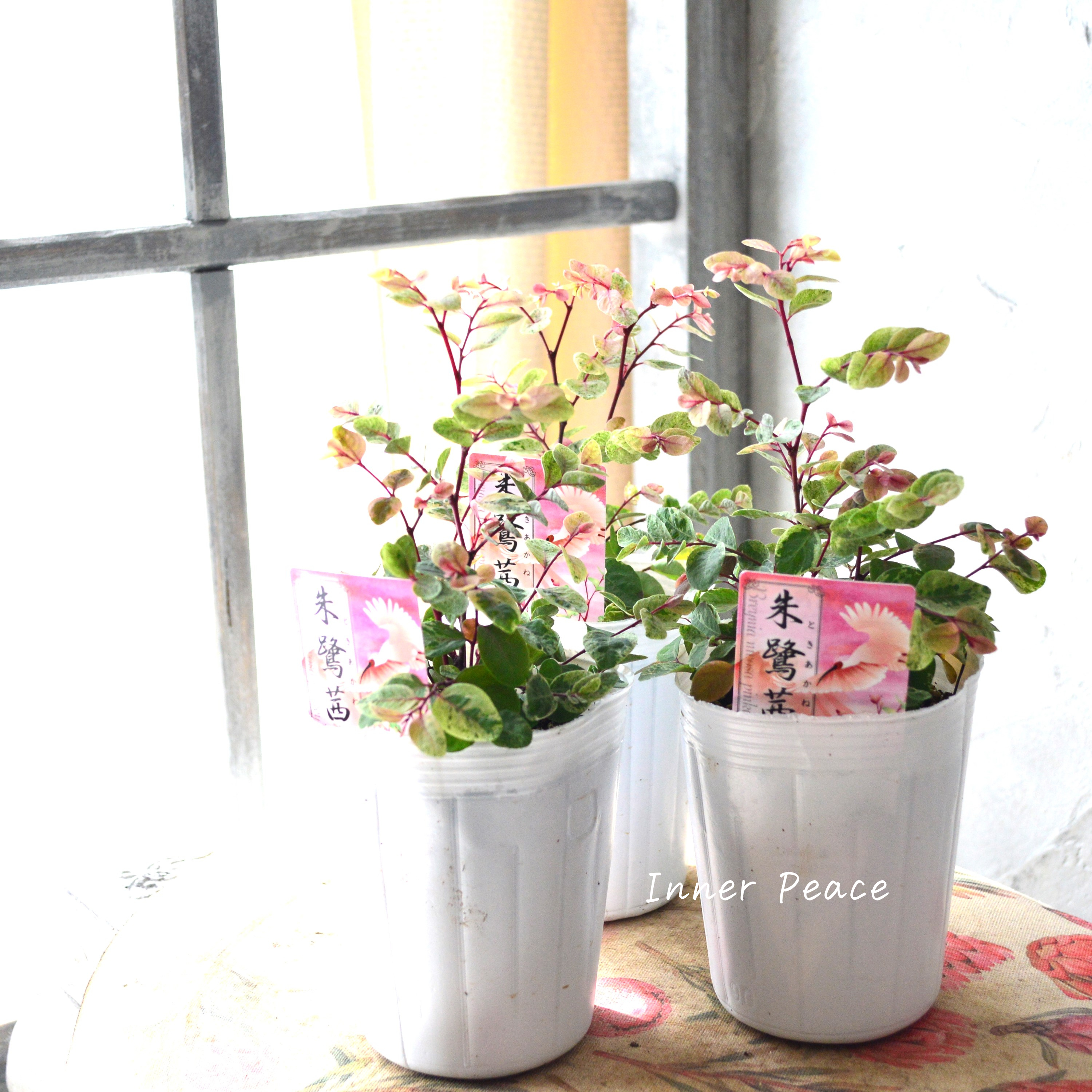 【美しい】 ブライニア(洋種小判の木) 『朱鷲茜~トキアカネ~』 2.5寸~3寸POT