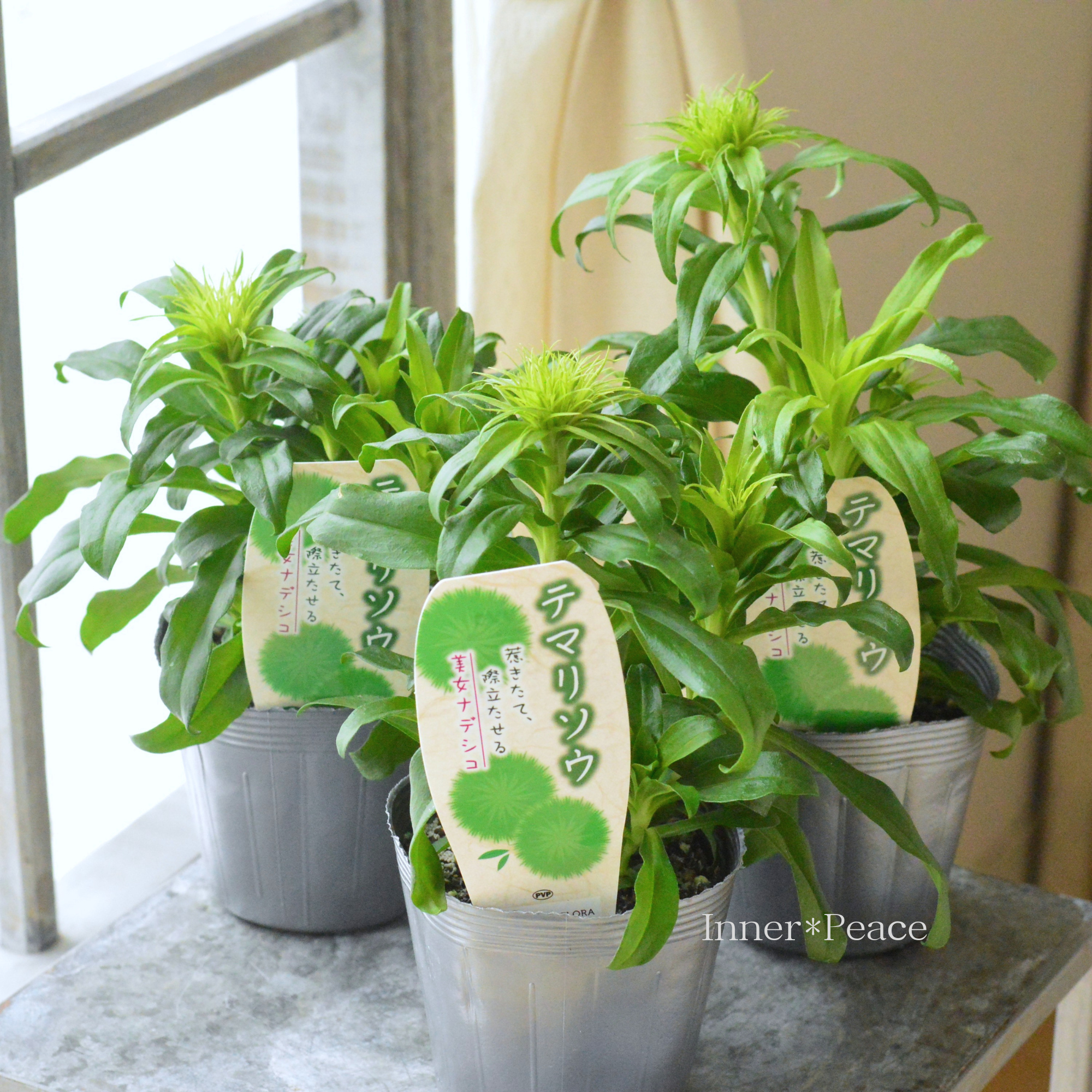 【個性的】 テマリソウ(美女ナデシコ) 3.5寸POT