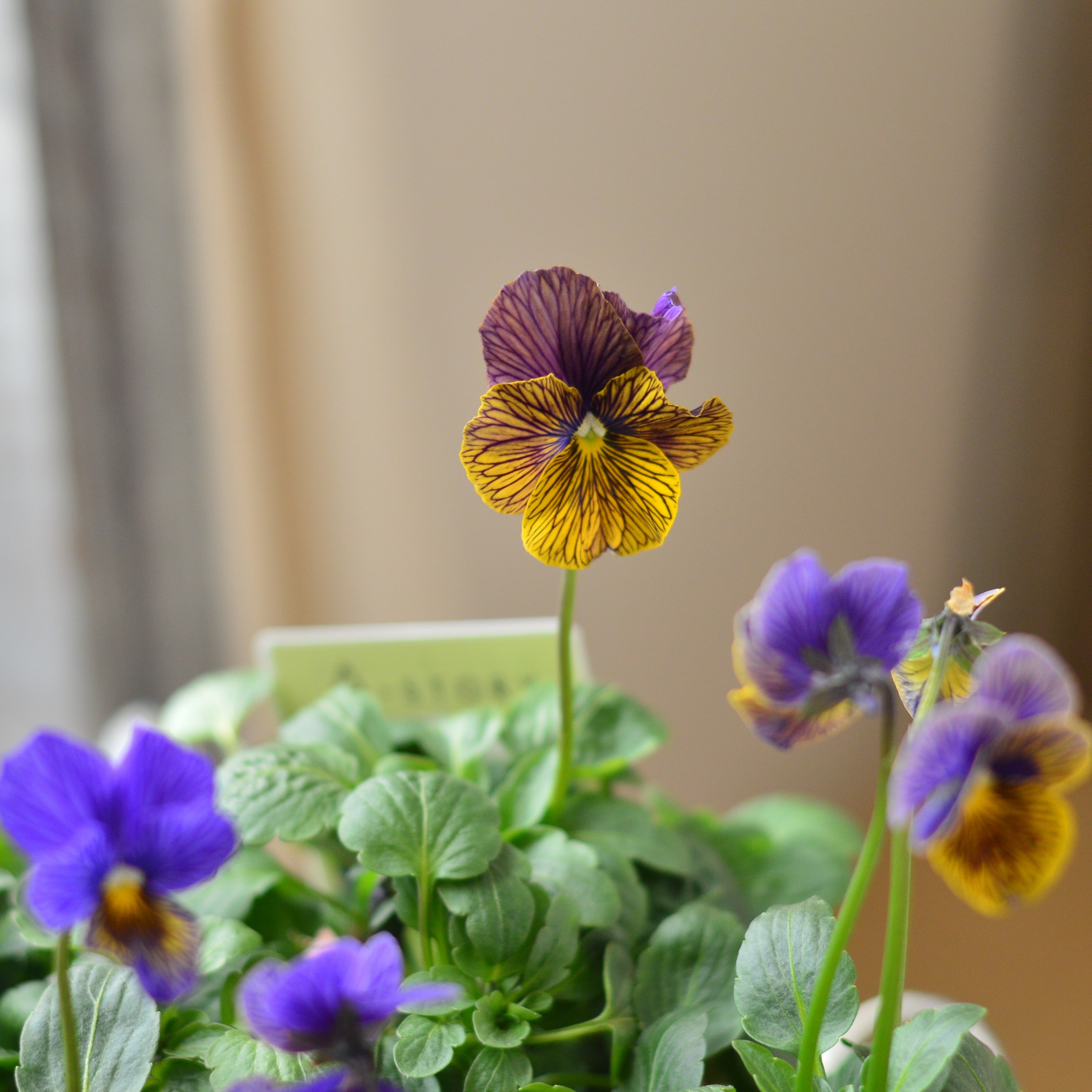 【石村あさみさん育種】 ビオラ 『A-STORY・流星 ブルー系』 3.5寸POT