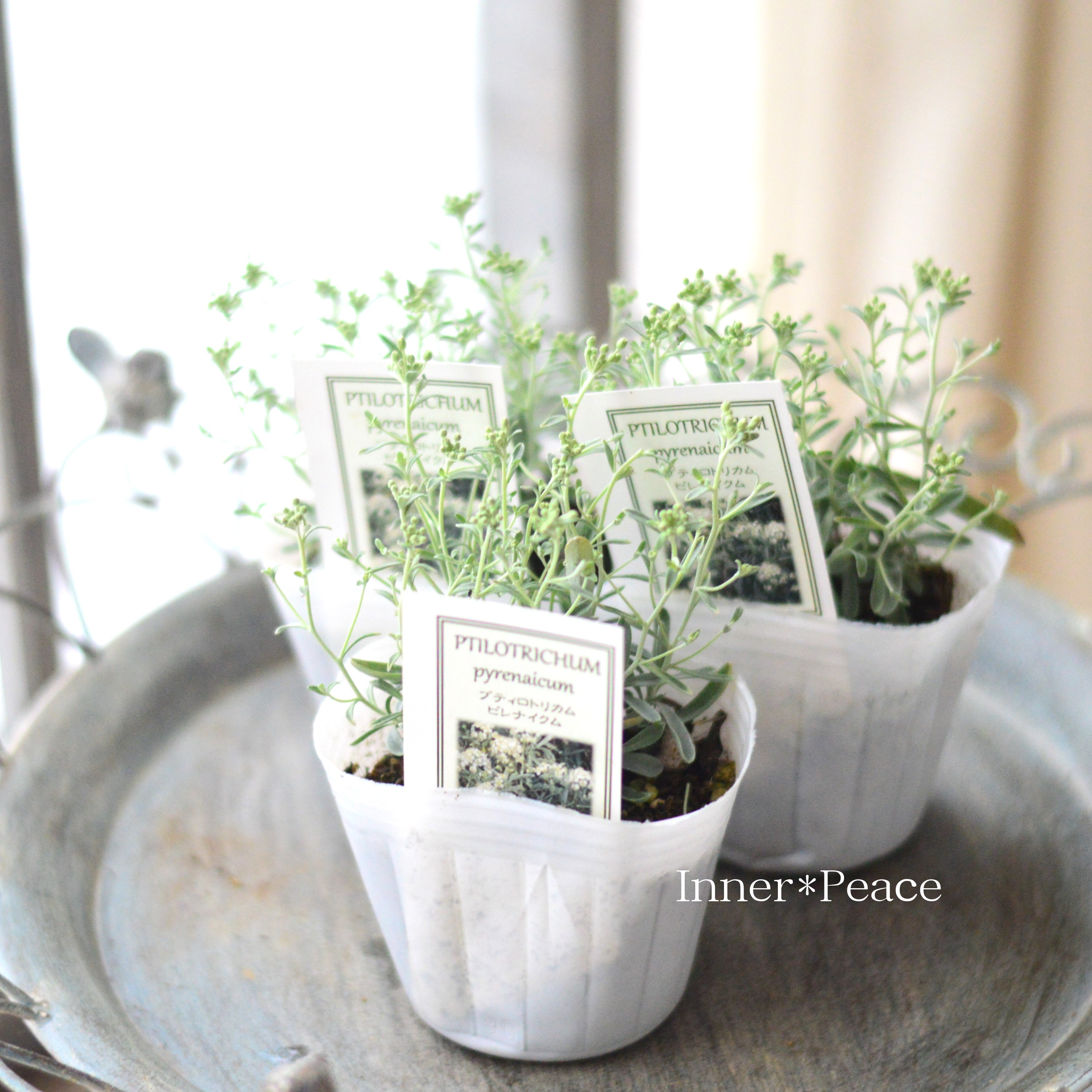 【希少】 プティロトリカム 『ピレナイクム』 3寸POT