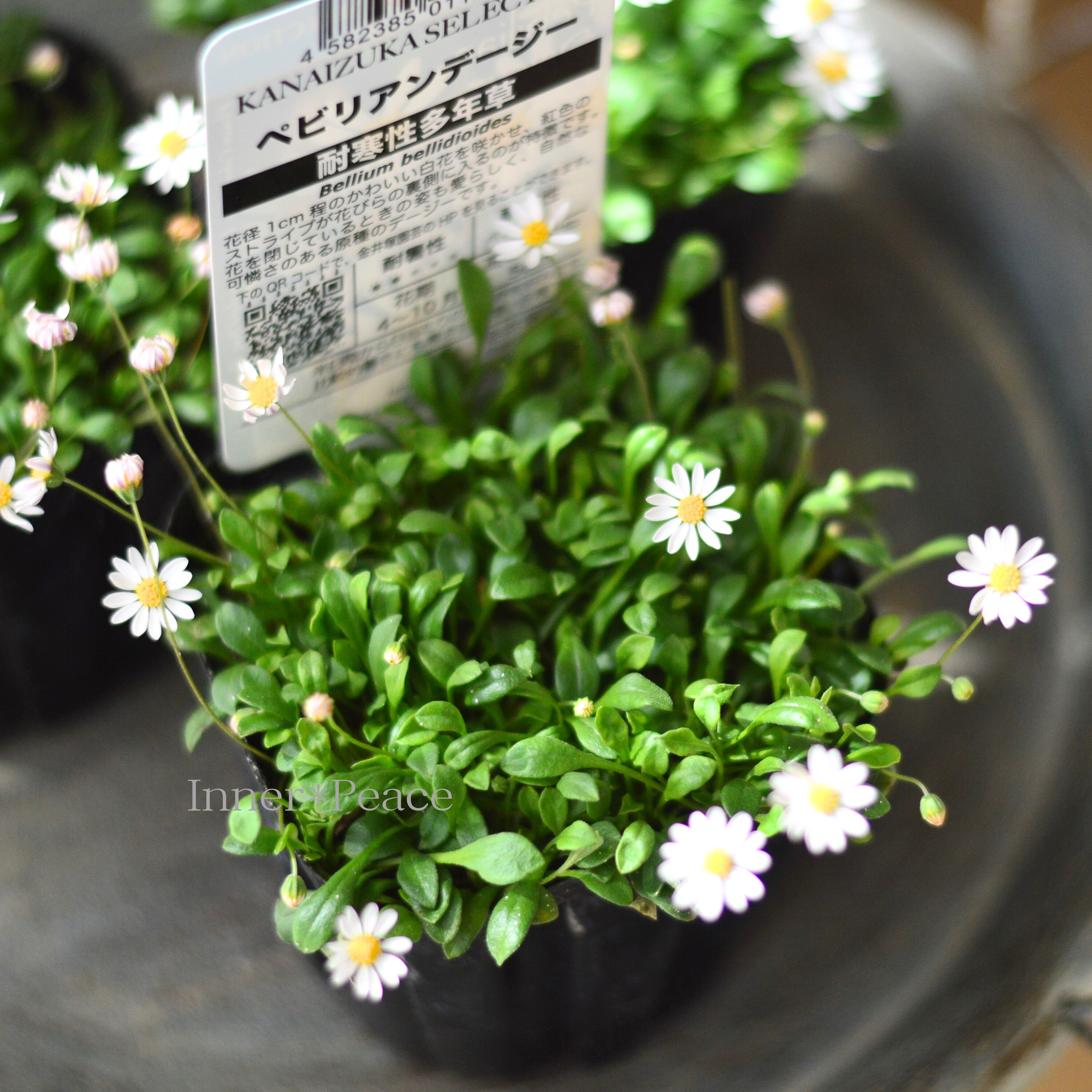 【かわいい】 ペビリアンデージー 3.5寸POT