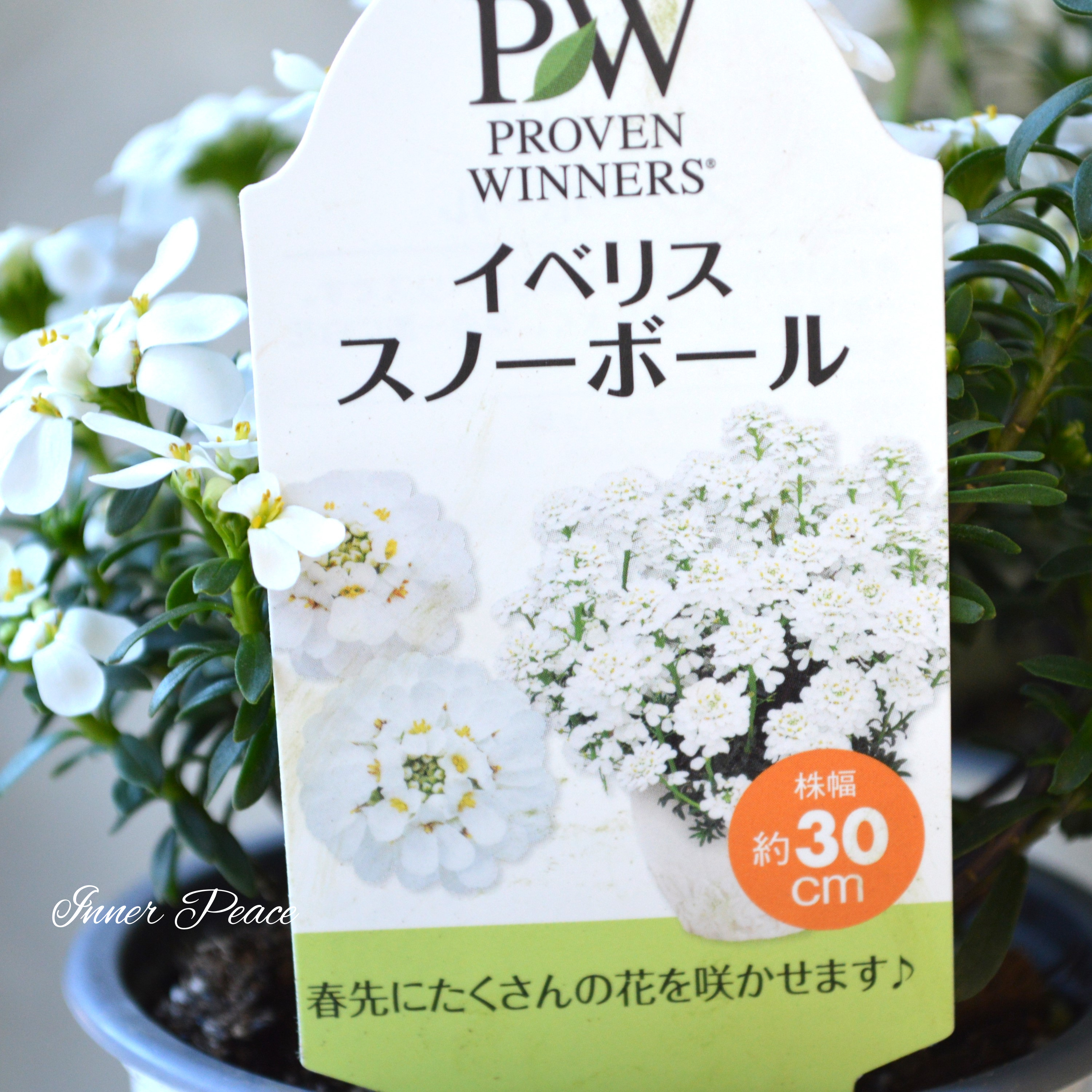 【PW】 イベリス 『スノーボール・2本植え』 3寸POT