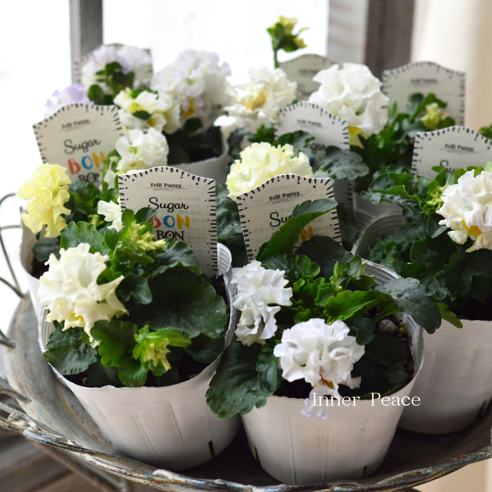 【湘南Berryさん】 フリルパンジー 『シュガーボンボン・ホワイト系』 3寸POT