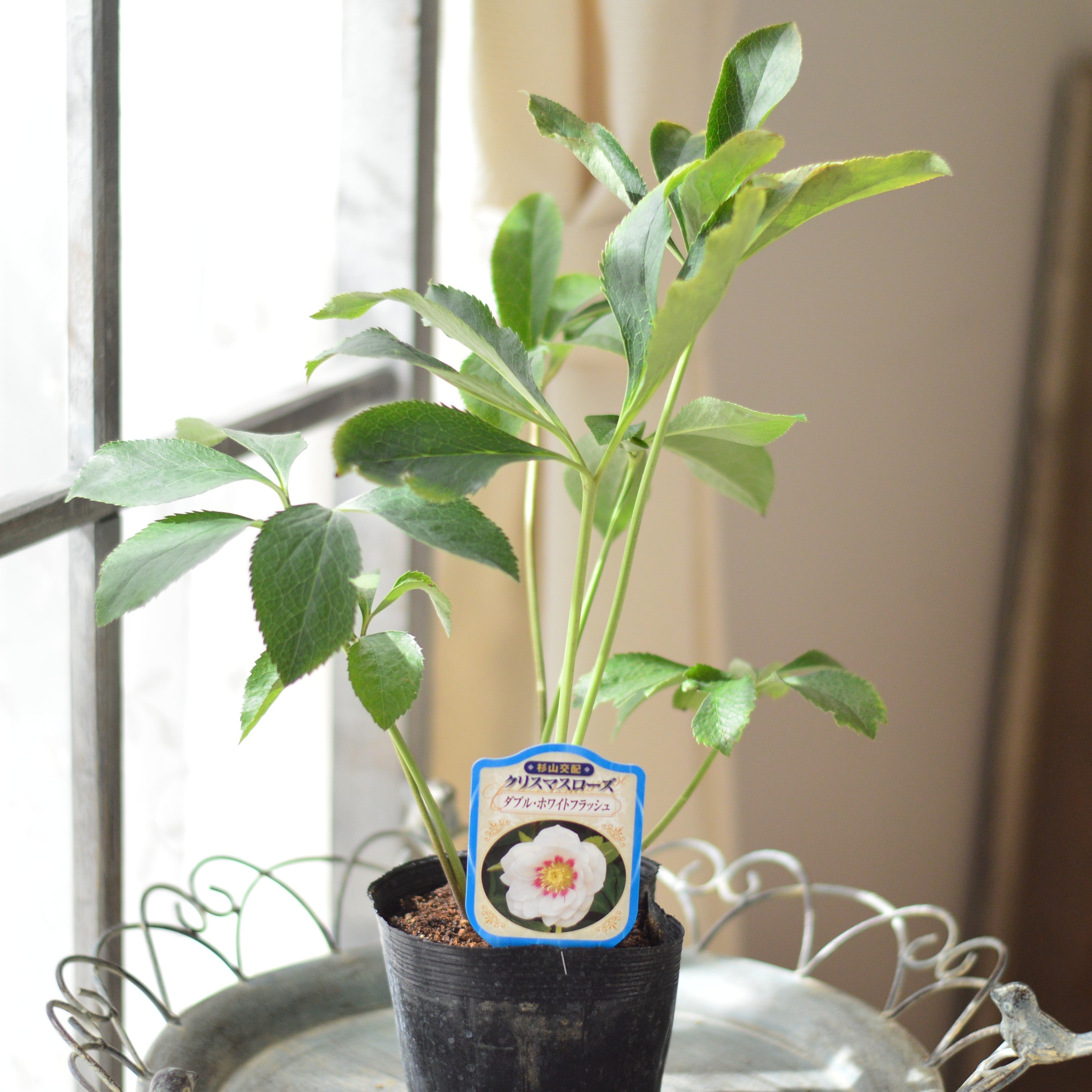 【杉光園芸さん】 クリスマスローズ 『ダブル・ホワイトフラッシュ』 4寸POT