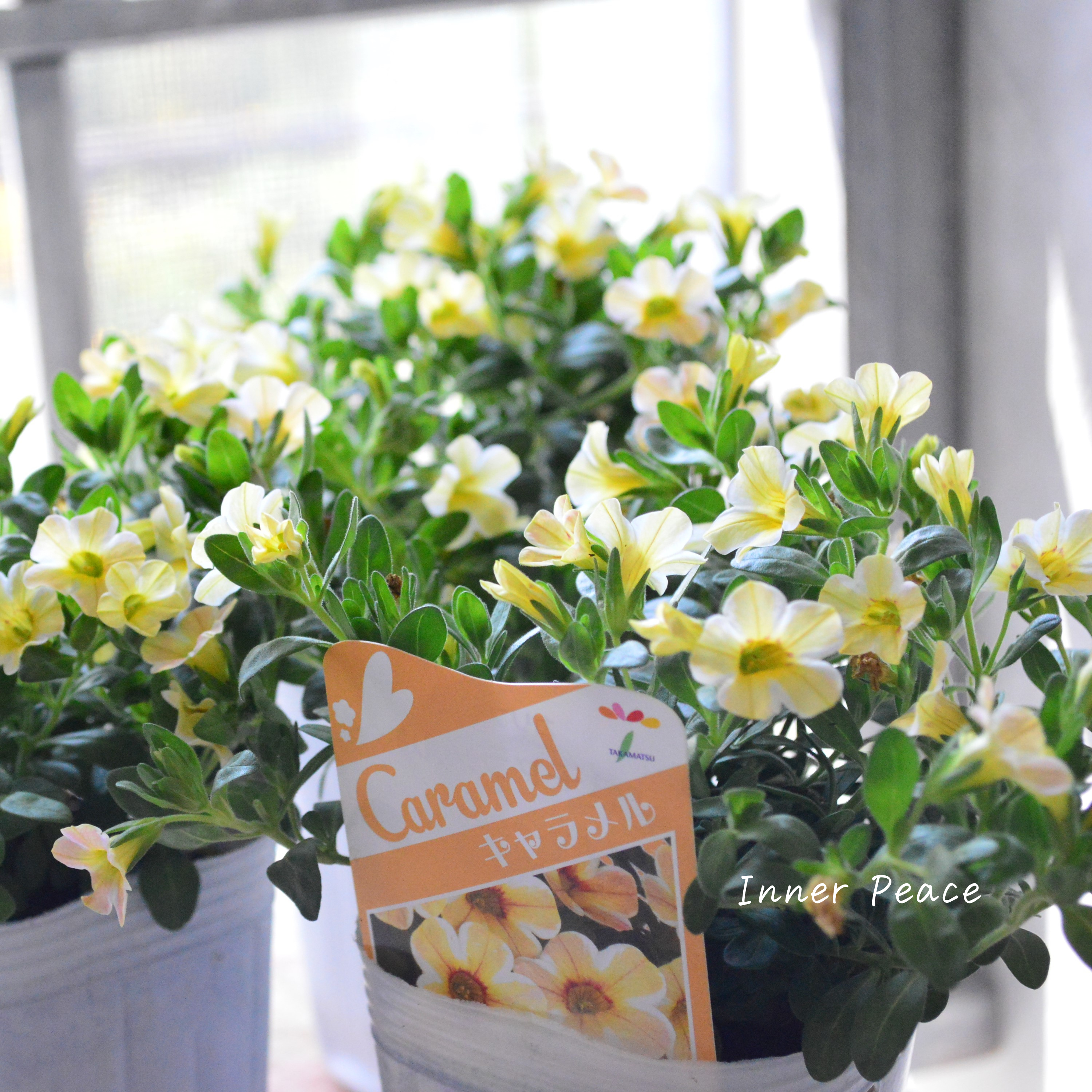 【暑さに強い】 カリブラコア 『キャラメル』 3寸ロングPOT