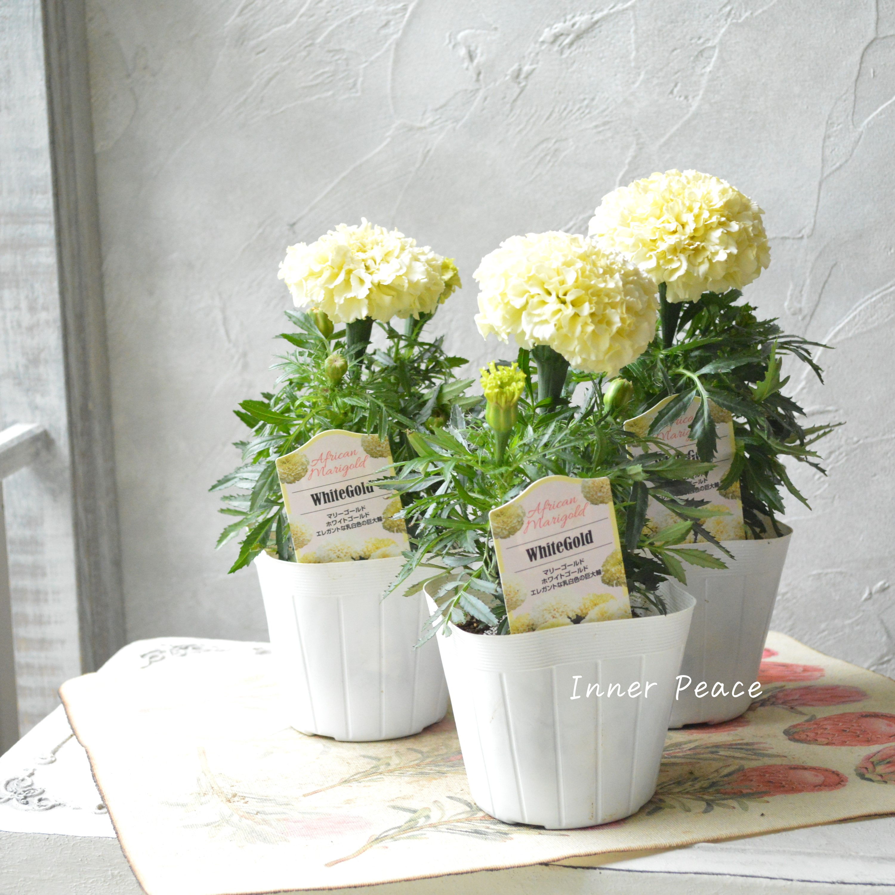 【かわいい】 マリーゴールド 『ホワイトゴールド』 3.5寸POT